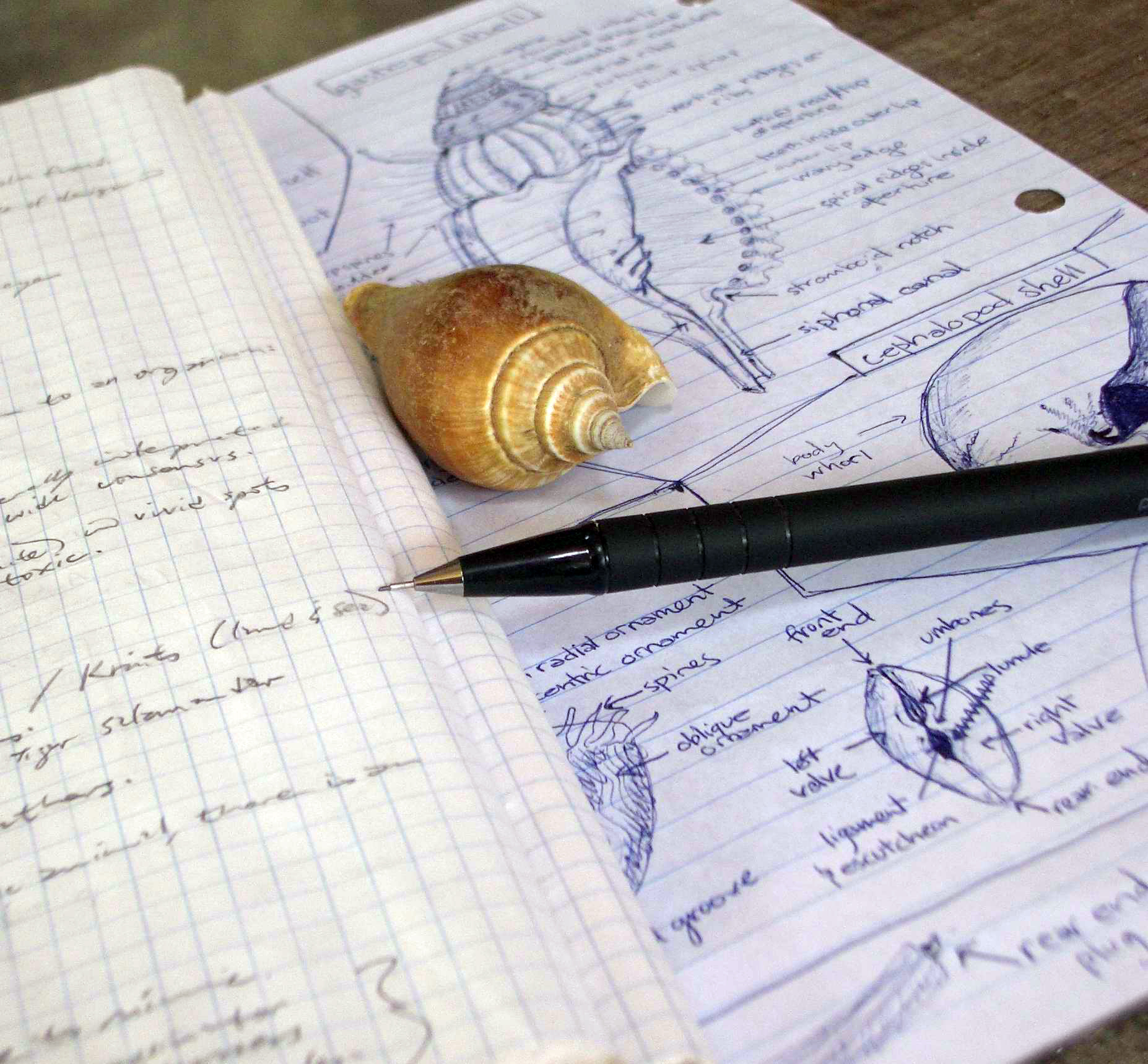 WS Thailand class notes.jpg