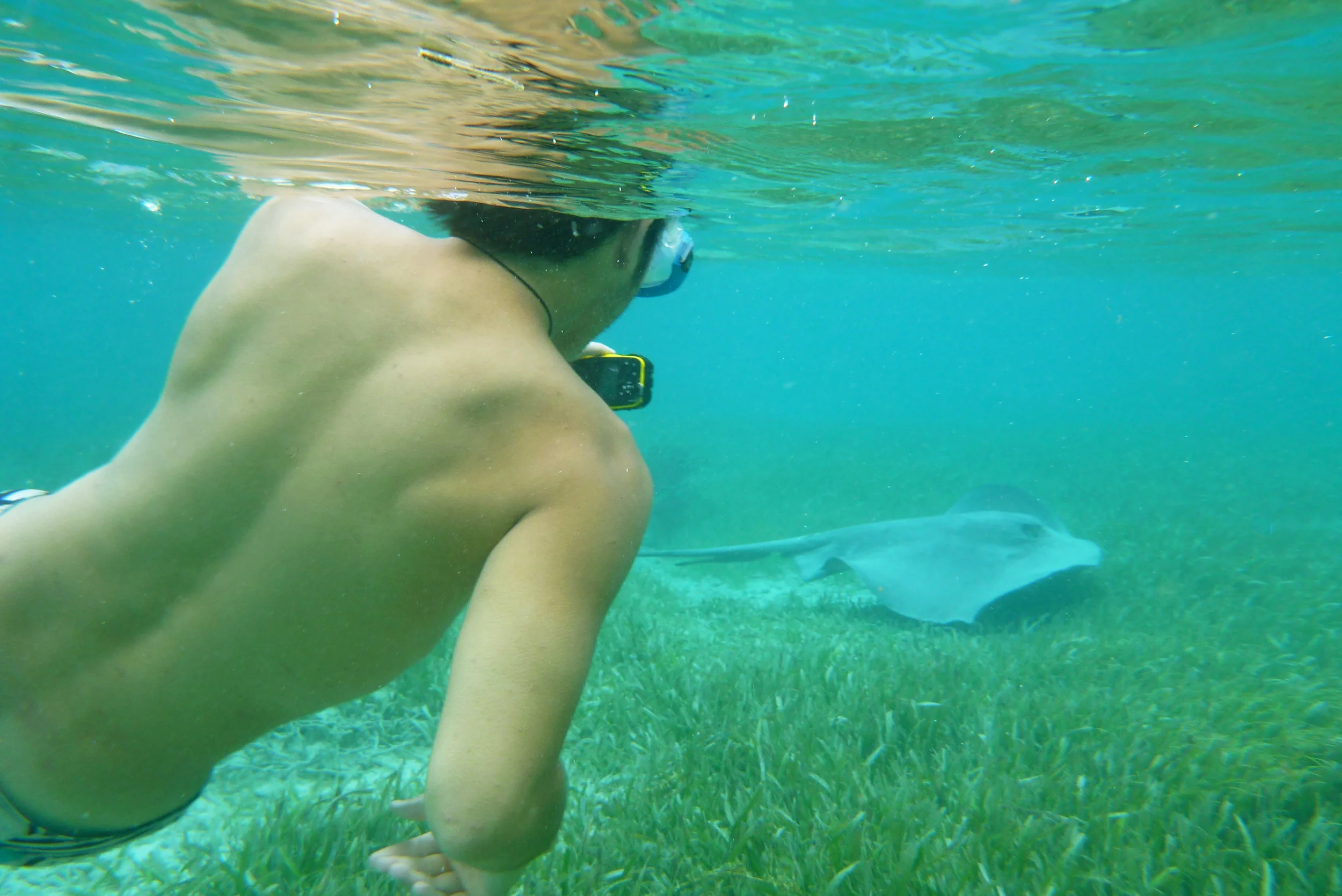 WS Belize student snorkle manta ray.jpg