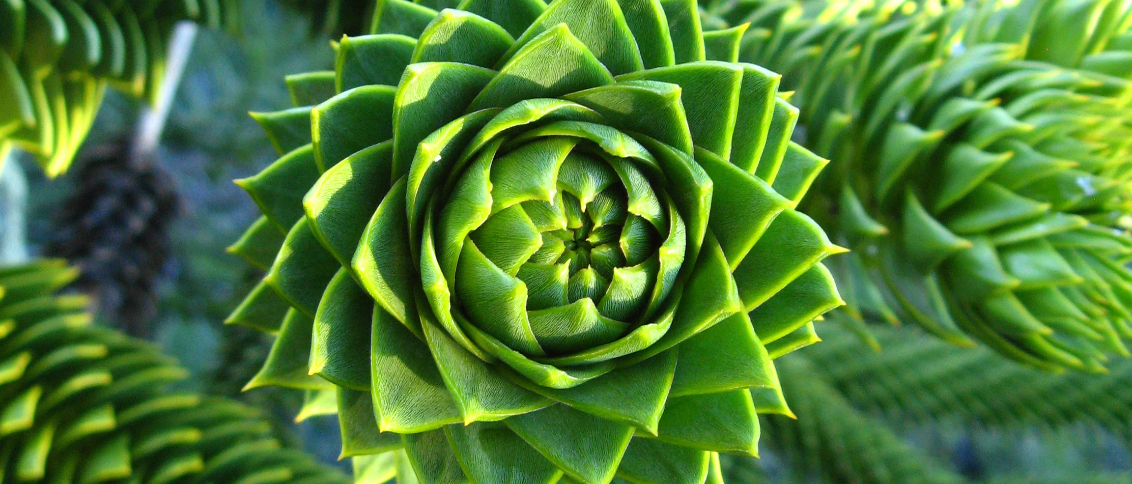 Winter Bottom of page CH Monkey puzzle.jpg