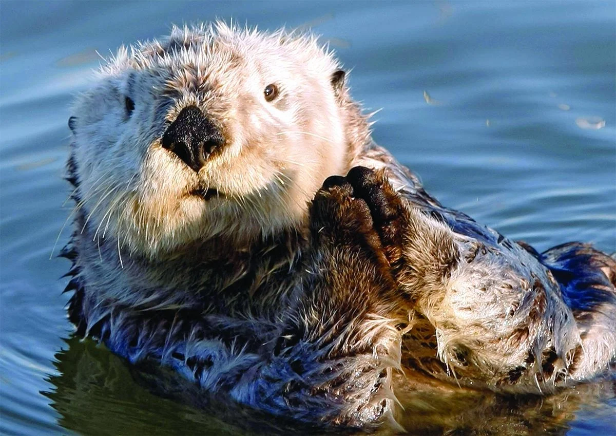 color-sea-otter copy_resize.jpg
