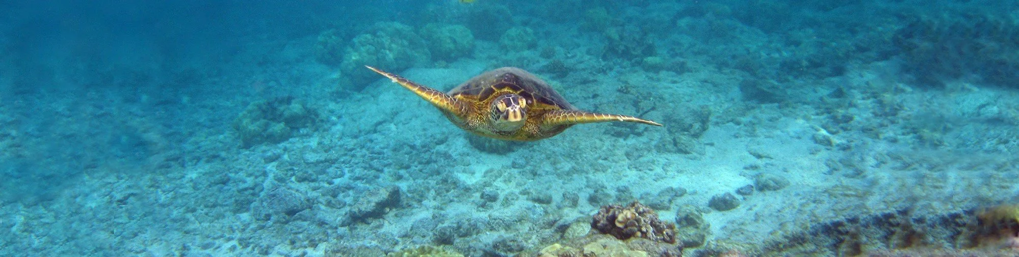 main Hawaii slice.jpg