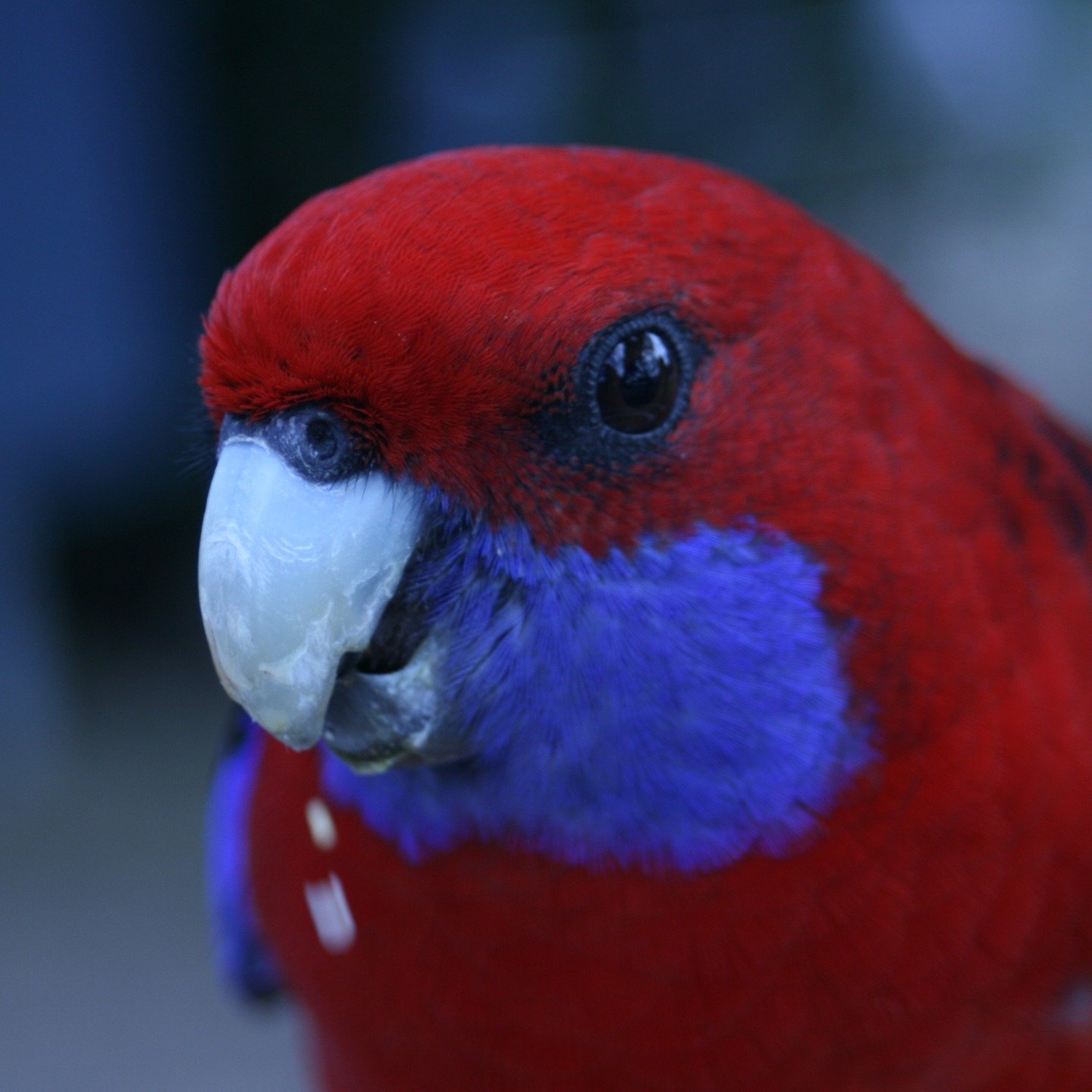 Up close with one of our loudest field instructors. 

Wildlands programs bring you face-to-face with the species you&rsquo;ve only read about.

Explore our Spring &amp; Summer programs at wildlandsstudies.com.
