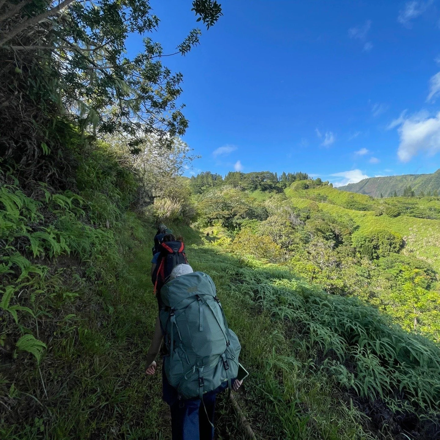 Field days in French Polynesia don&rsquo;t stop at the reef. 

Students hike through forested mountain terrain to study island ecosystems from ridge to lagoon.

Still space open in our spring program. Apply now at wildlandsstudies.com