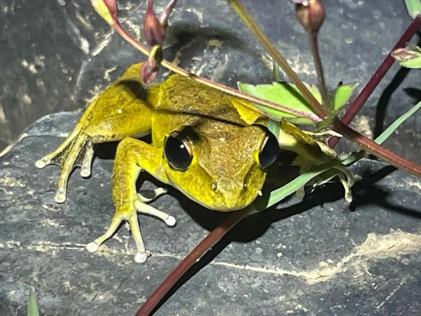 Take a look at some wildlife photos that students on our previous Australia programs have been able to encounter! 

On this program, students explore marine protected areas, national parks and tropical rainforests while studying unique wildlife and n