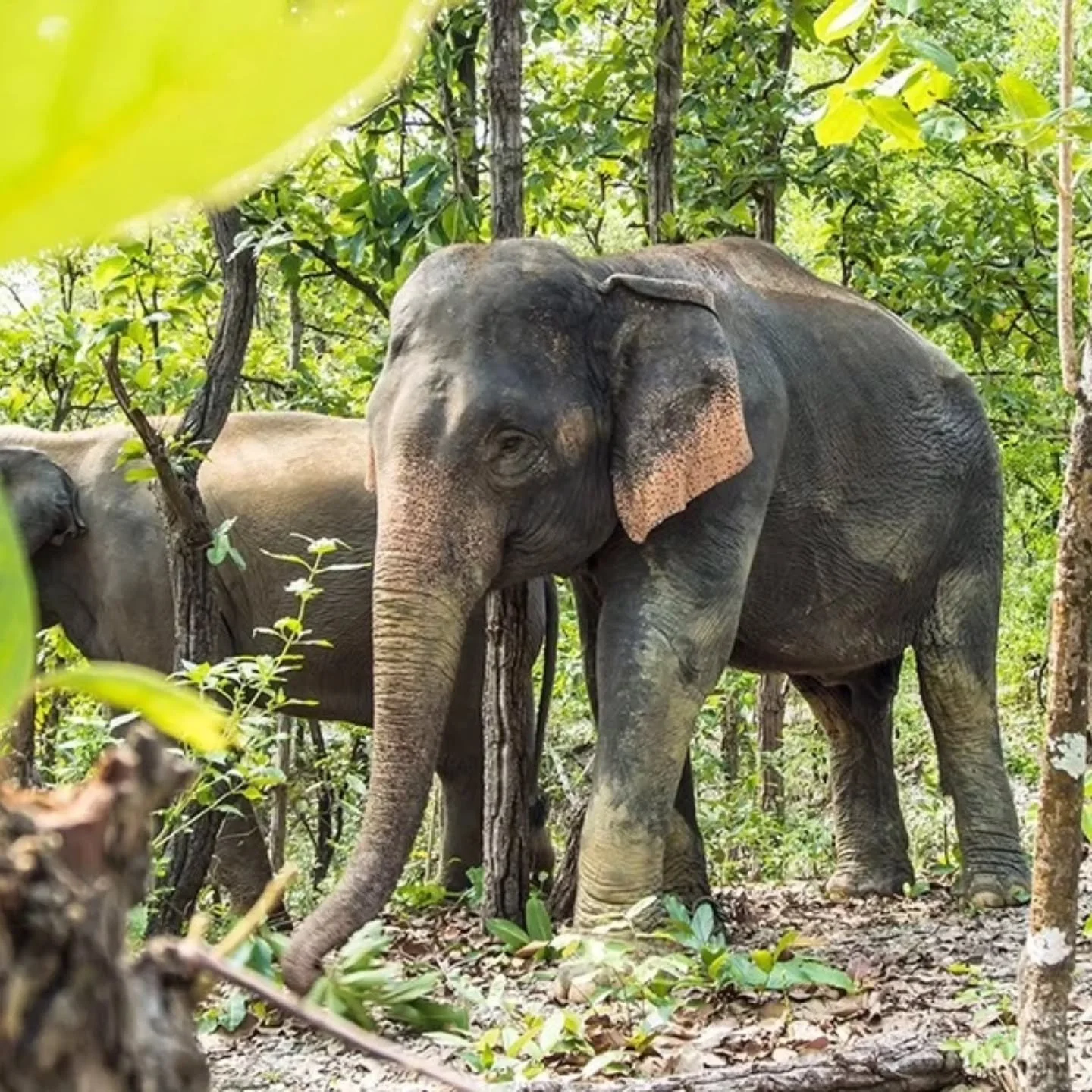 We're so excited for our new Thailand Elephants program this fall! 

Students on this program will visit three incredible protected areas to study wildlife behavior, and work alongside elephant caretakers at one of Thailand's most ethical elephant sa