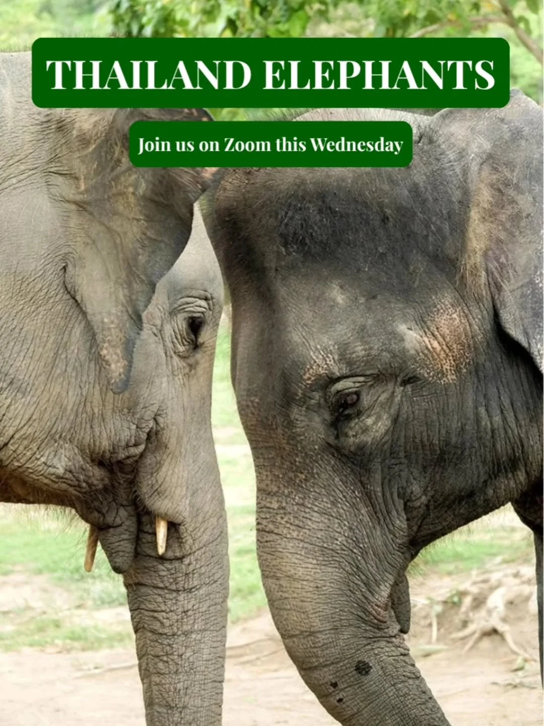 We're hosting a special presentation with our lead instructor, Tyler Nuckols, on our new Thailand Elephant program launching this fall. If you're interested in learning more about elephant behavior, tropical ecology, and human-wildlife coexistence, j