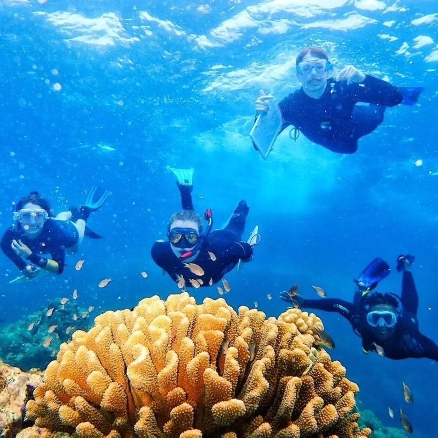 A few final spaces remain in our Japan program and we couldn't be more excited for this itinerary!

We'll begin our studies in Hokkaido, where cold, nutrient-rich waters allow kelp forests to flourish and temperate marine species to thrive.

As we mo