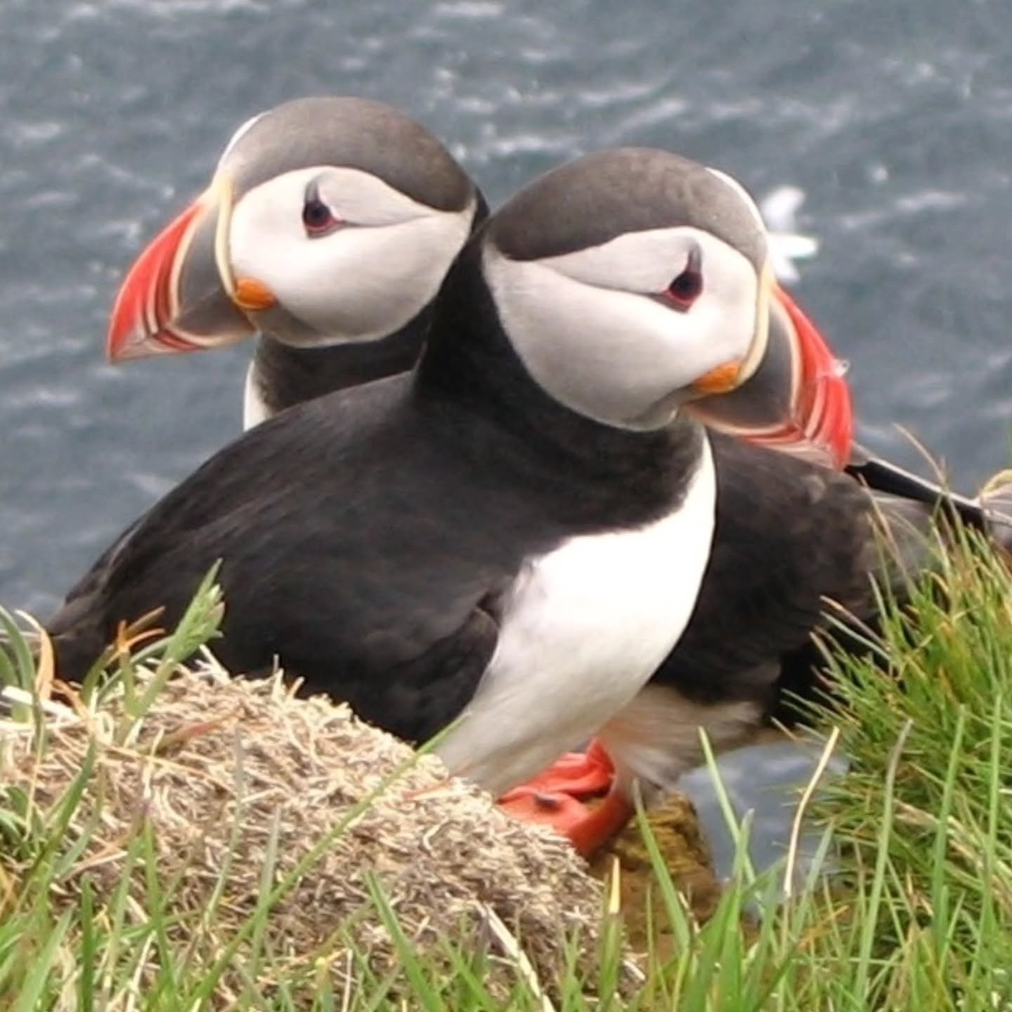 Today is Endangered Species Day 🐝

From oceans to forests, every animal plays a role in shaping the world&rsquo;s ecosystems and by protecting our wildlife we protect our planet&rsquo;s future.

Here are just a few snapshots of some endangered or vu