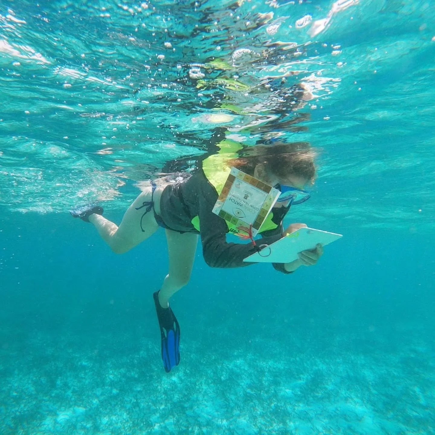 Interested in marine field research? Join Wildlands on one of our marine focused programs!

Our programs in Japan, Thailand, and French Polynesia teach students valuable marine research like conducting coral reef transects, taking fish population sur