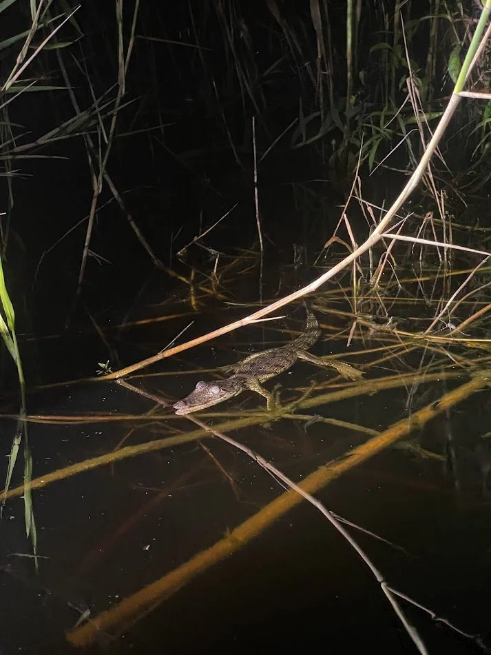 Crocodiles.jpg
