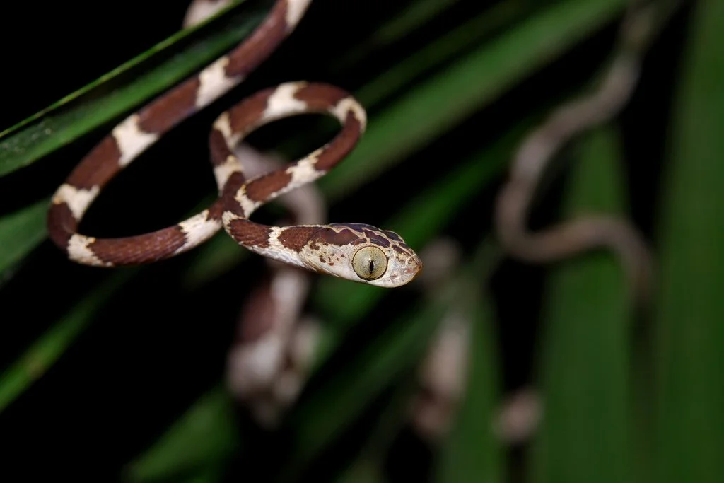 WS Ecuador snake.jpg