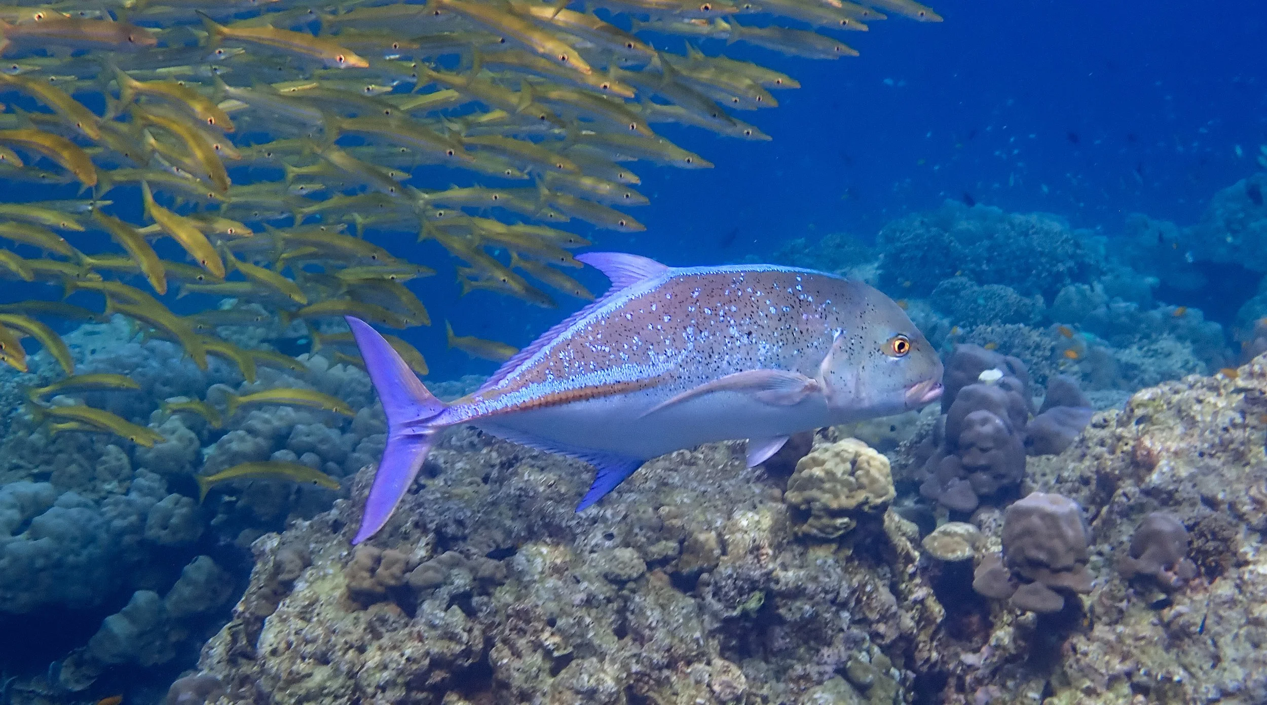 IMG_2763.JPG