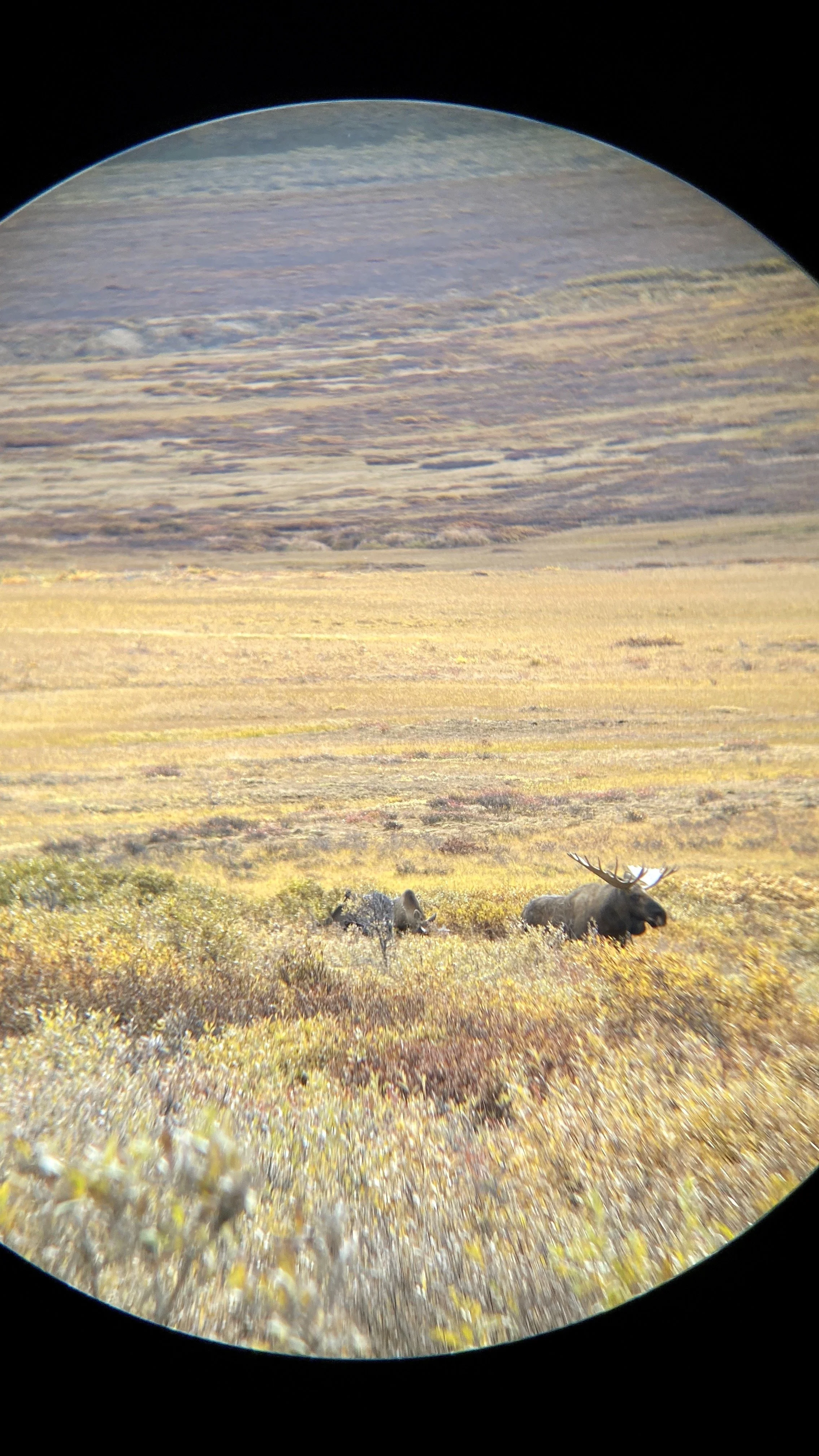 moose.jpg