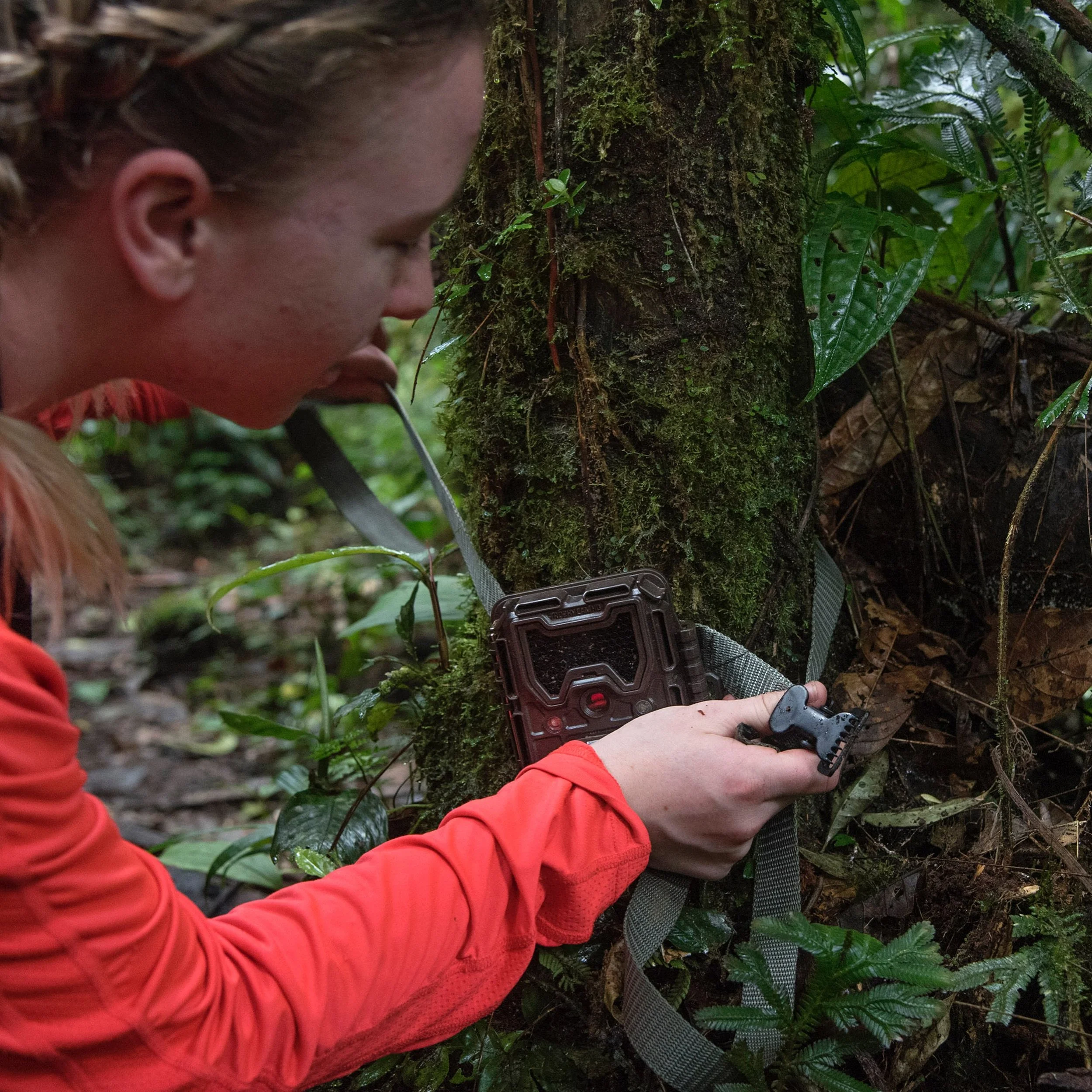 What might you discover in the Ecuadorian rainforest?

At the R&iacute;o Bigal Biological Reserve, Wildlands Studies students set motion-activated camera traps to observe wildlife that can be difficult to spot firsthand. Their cameras captured jaguar