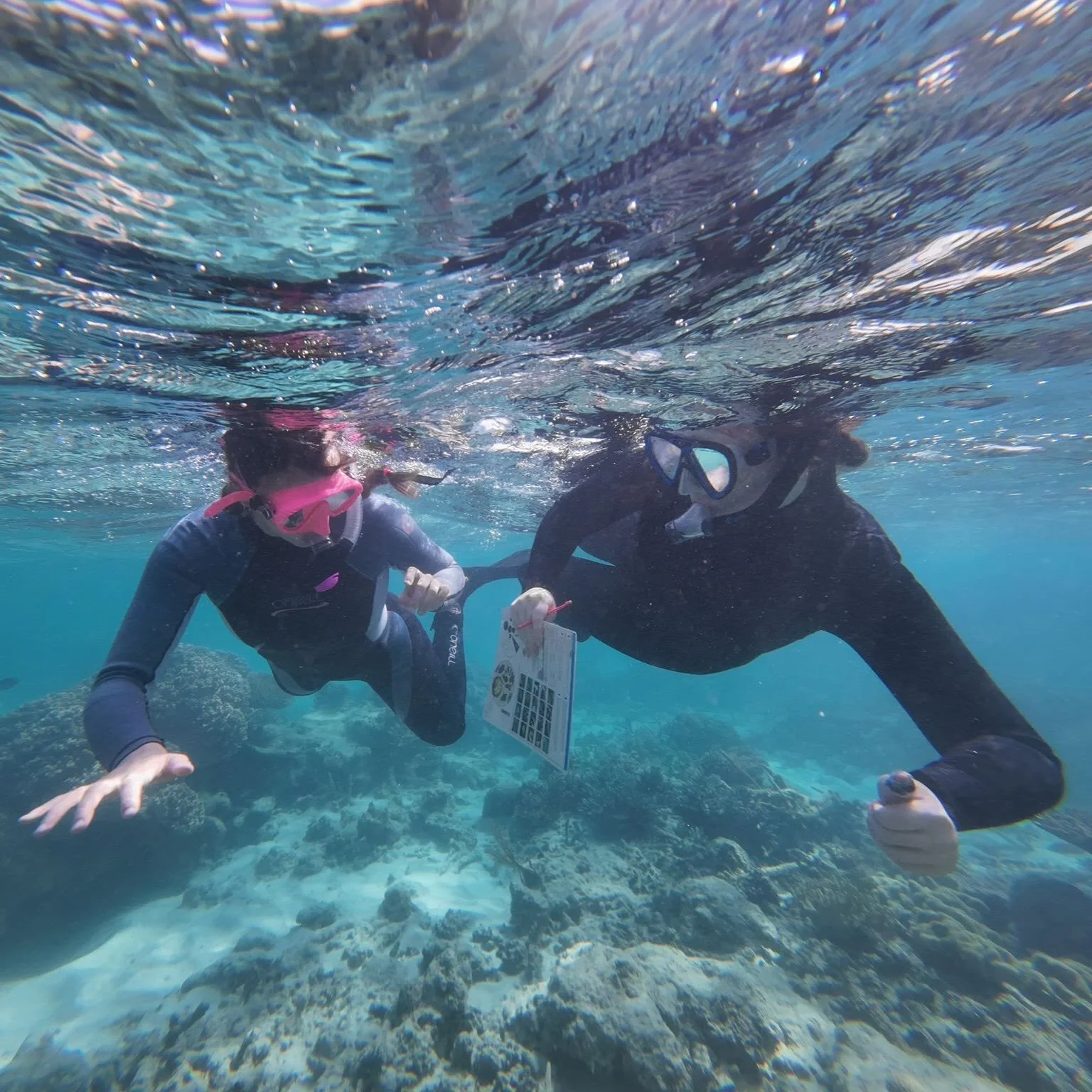 Has it been a bucket list dream to snorkel in the Great Barrier Reef?

This summer Wildlands Studies is returning to the field in Australia to explore the world&rsquo;s most ancient rainforests, conduct marine surveys throughout the Great Barrier Ree