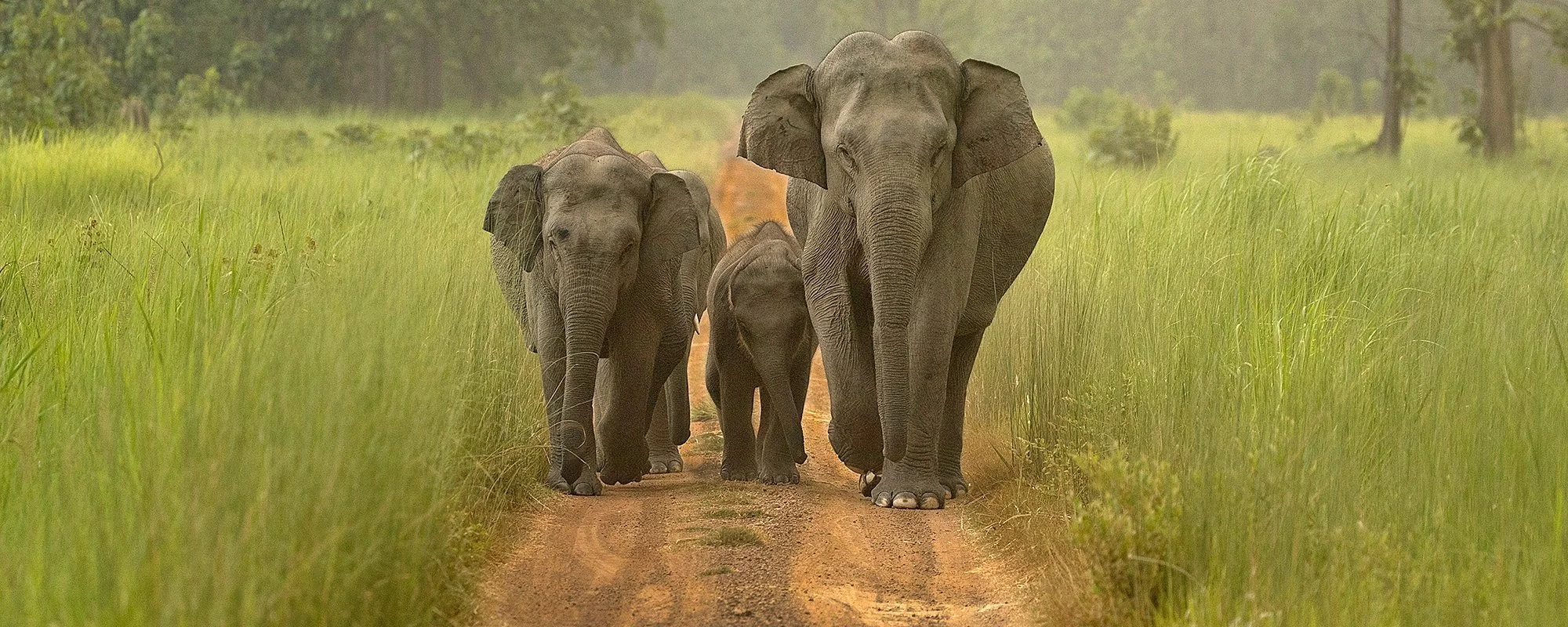 WS Thaliand Main Page Top rohit-varma-wBpDzbZ3SGg-unsplash.jpg