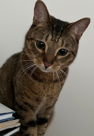 Screenshot 2026-01-11 144346.png