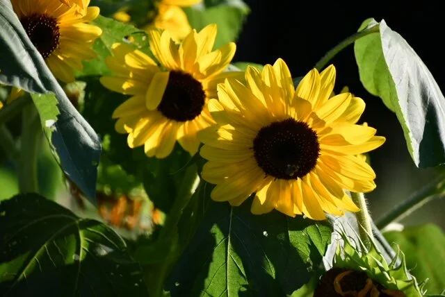 Yellow sunflowers.JPG
