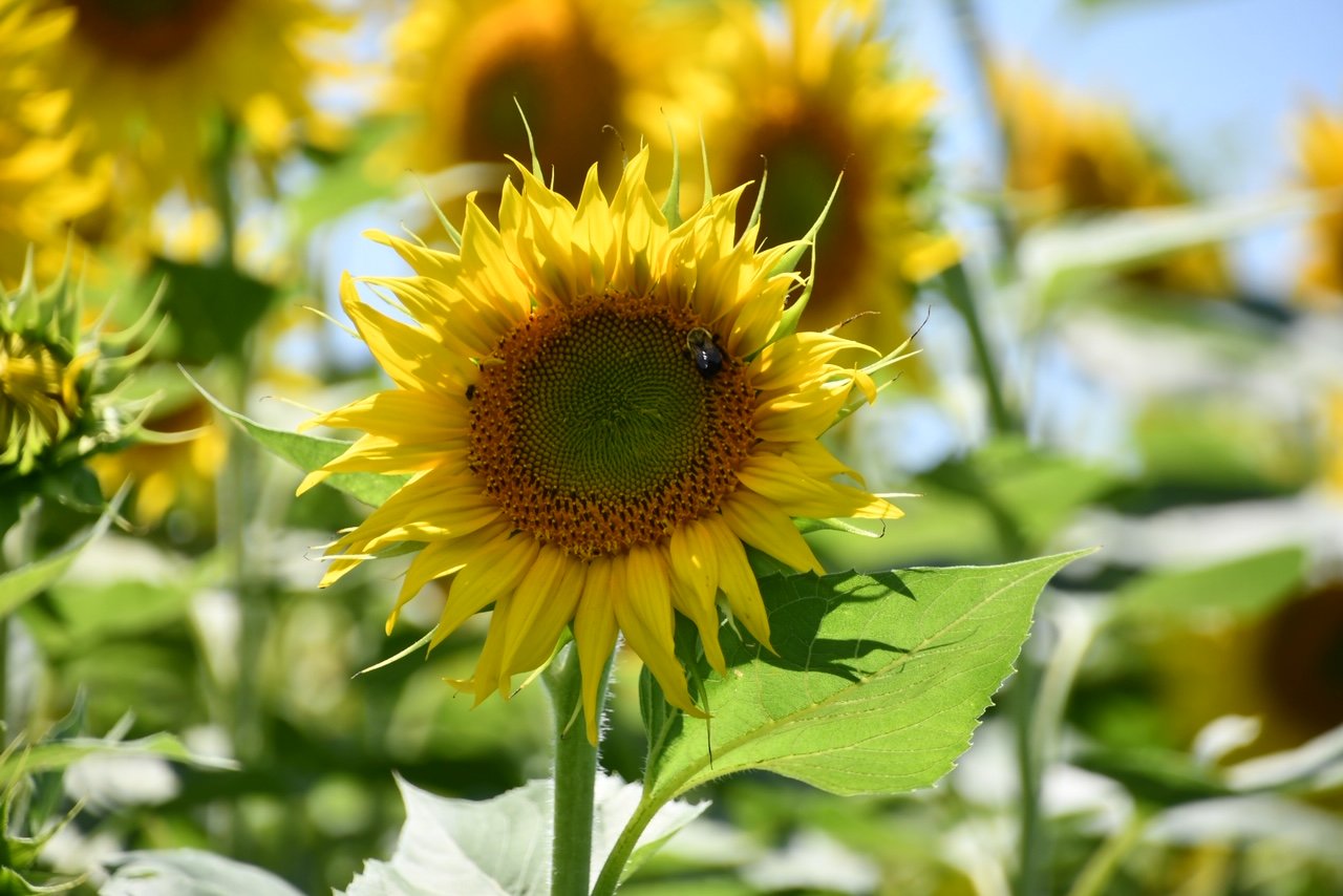 DSC_9712.JPG