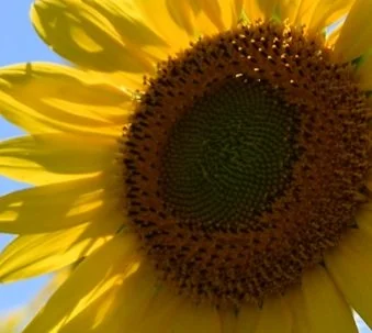 Single Sunflower.jpg