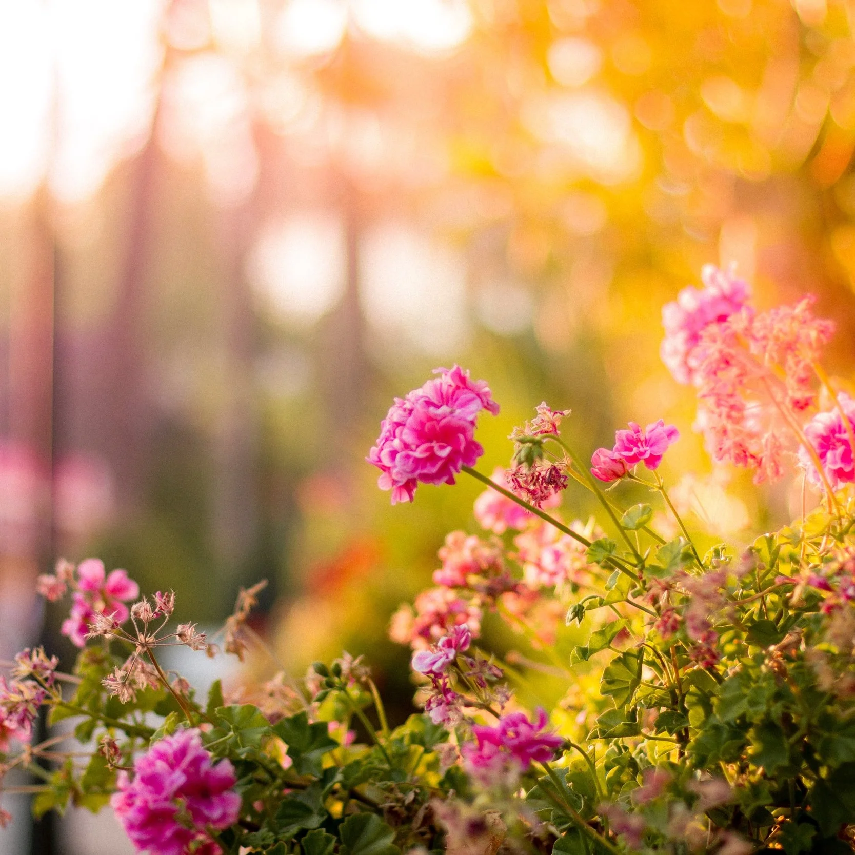 bloom-blossom-floral-17666.jpg