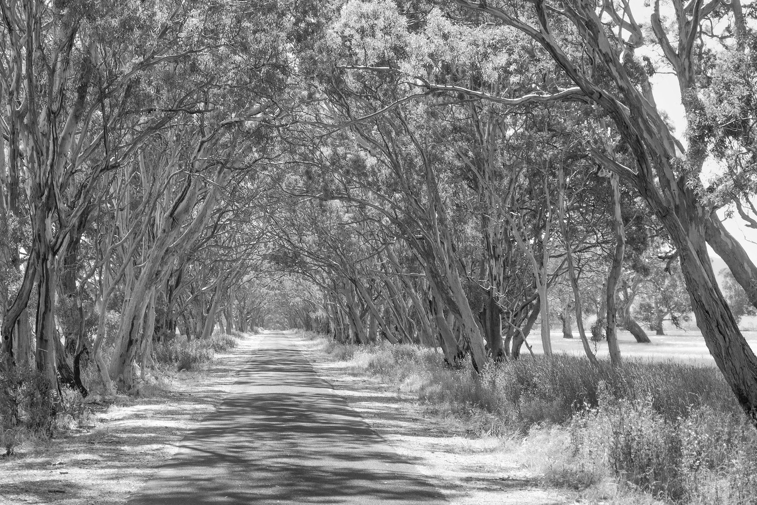 Yarram Gap Road