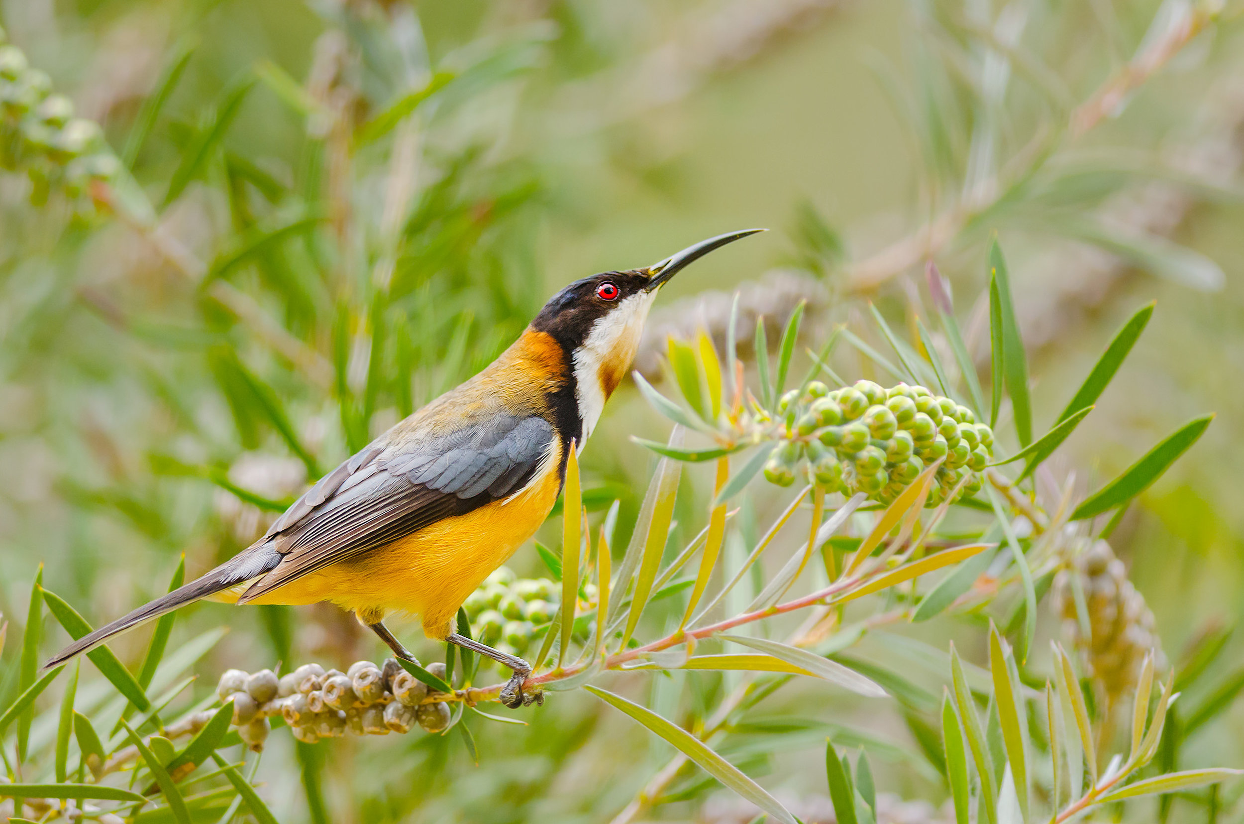 Eastern Spinebill