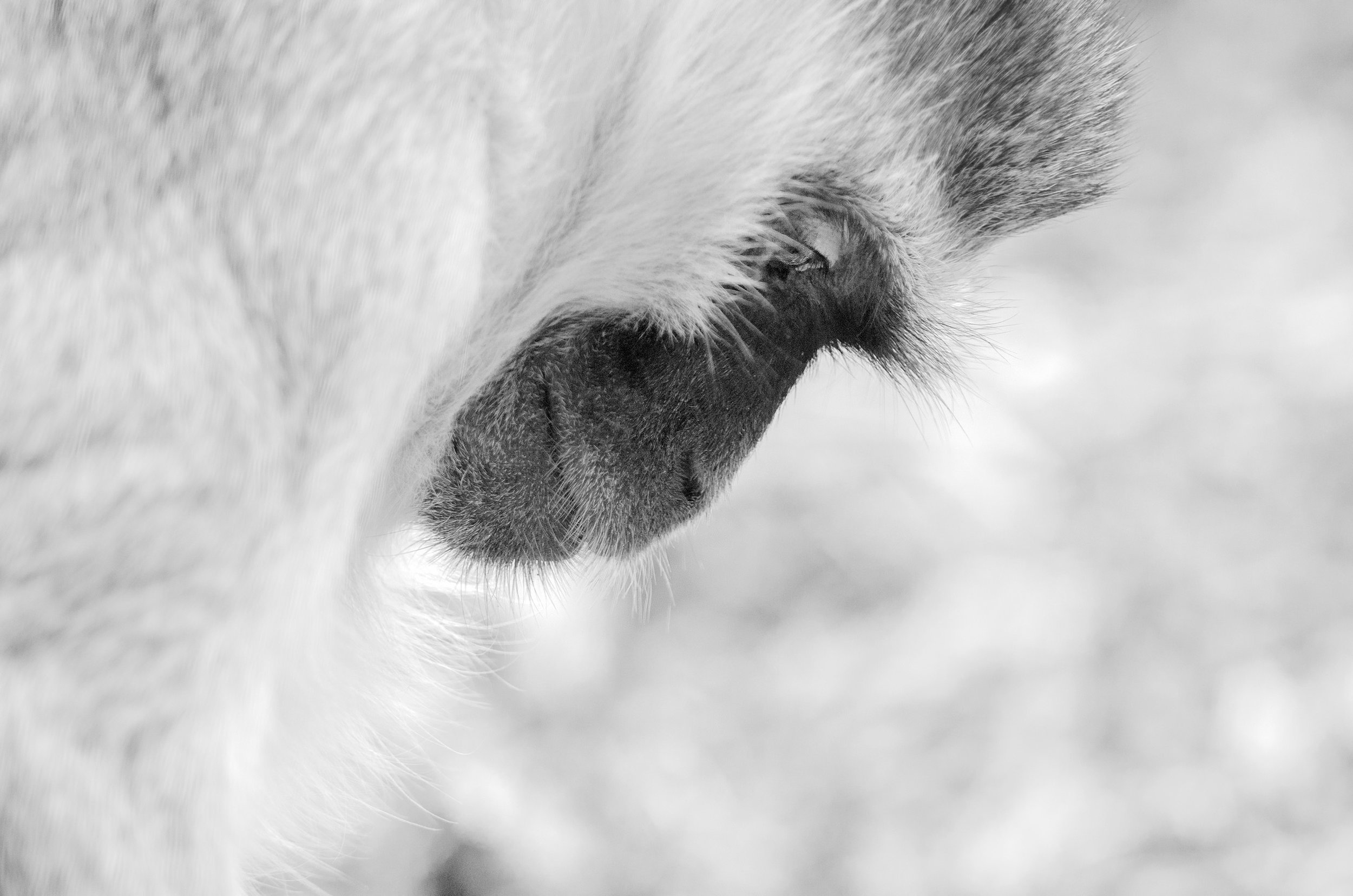 Vervet Monkey