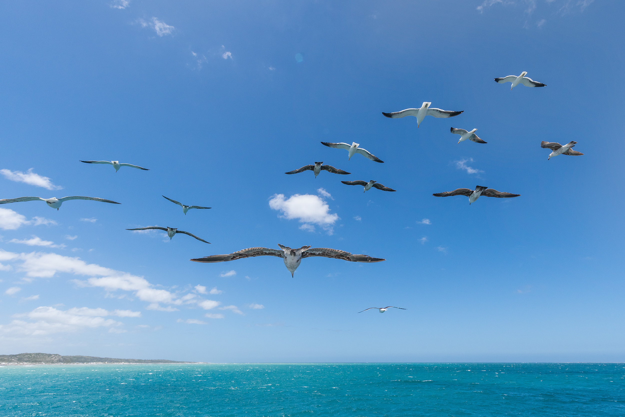 Kelp Gulls