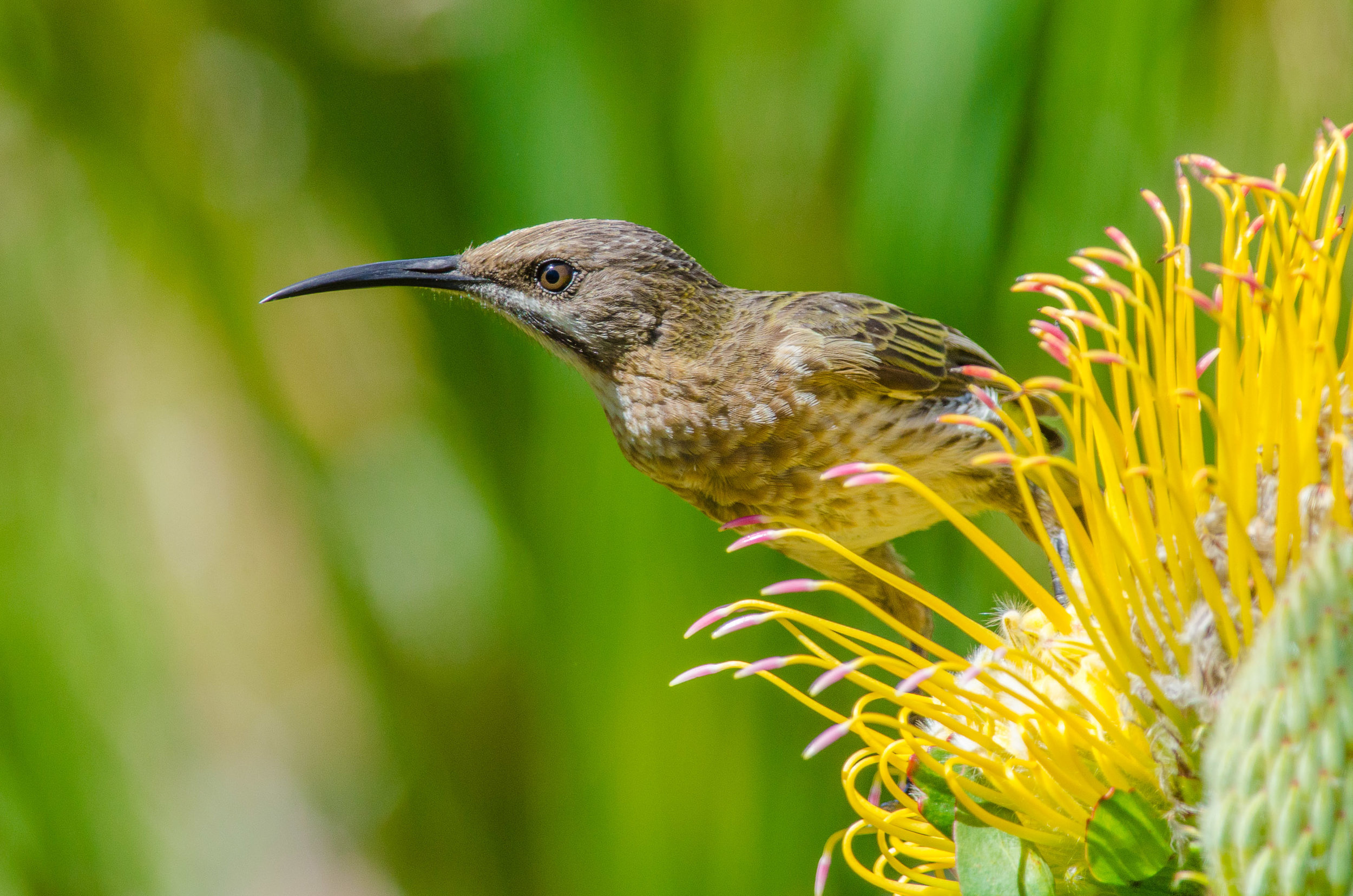 Cape Sugarbird