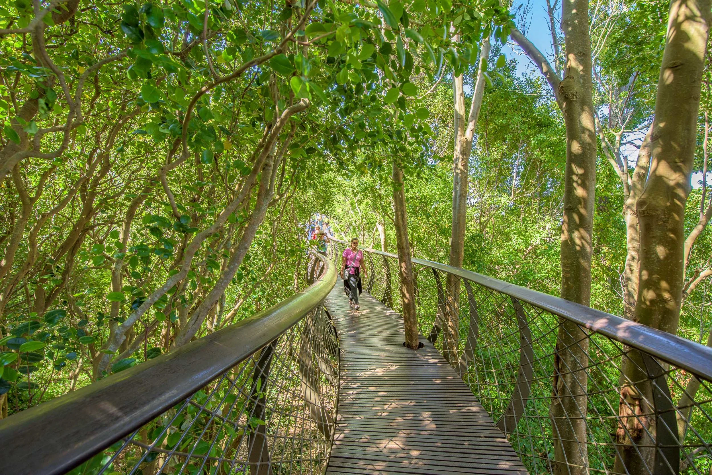 Tree Canopy Walkway