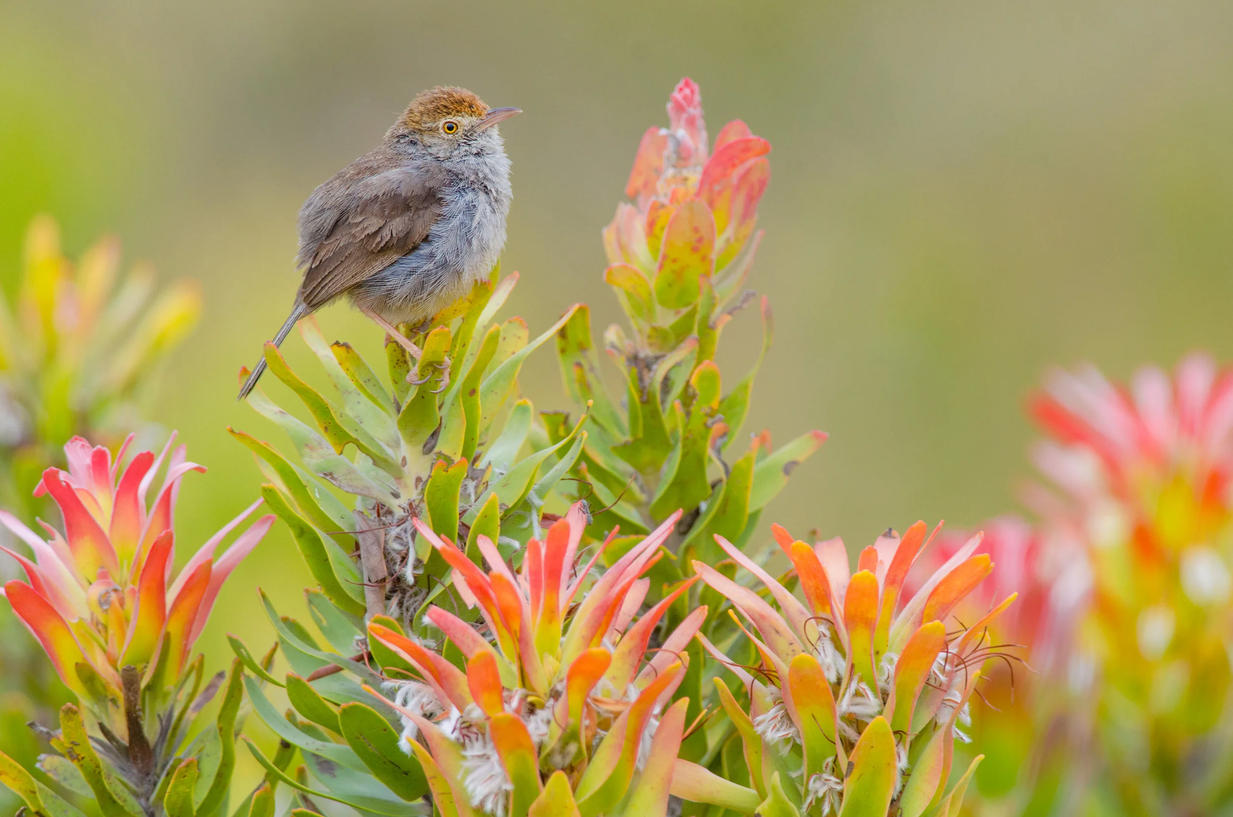 A juvenile Neddicky rests on a Red Pagoda plant.