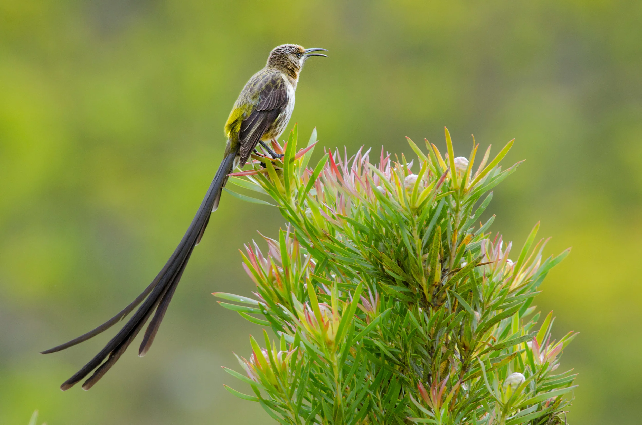A Cape Sugarbird, endemic to the Fynbos, shows off its enormous tail.