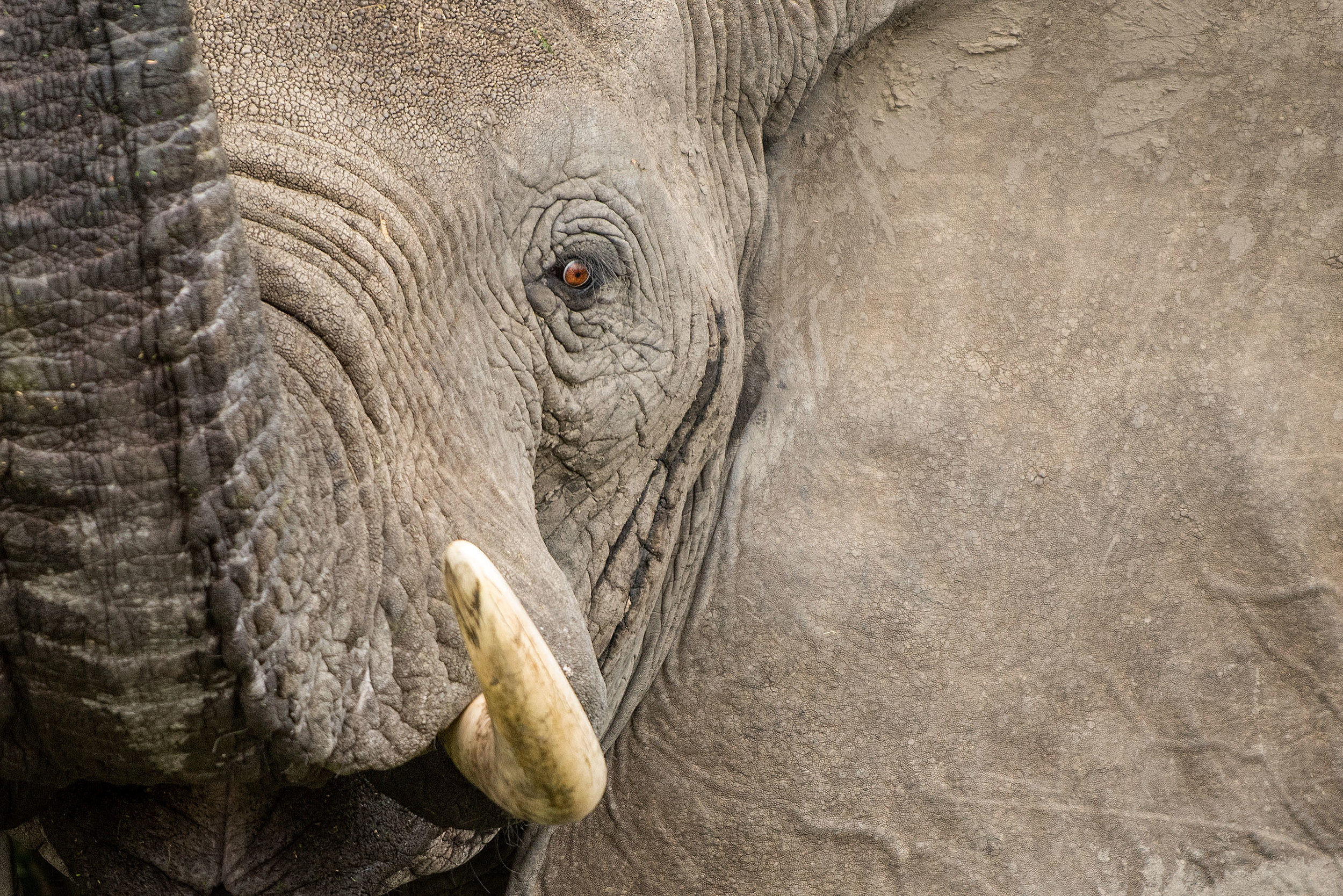African Elephant