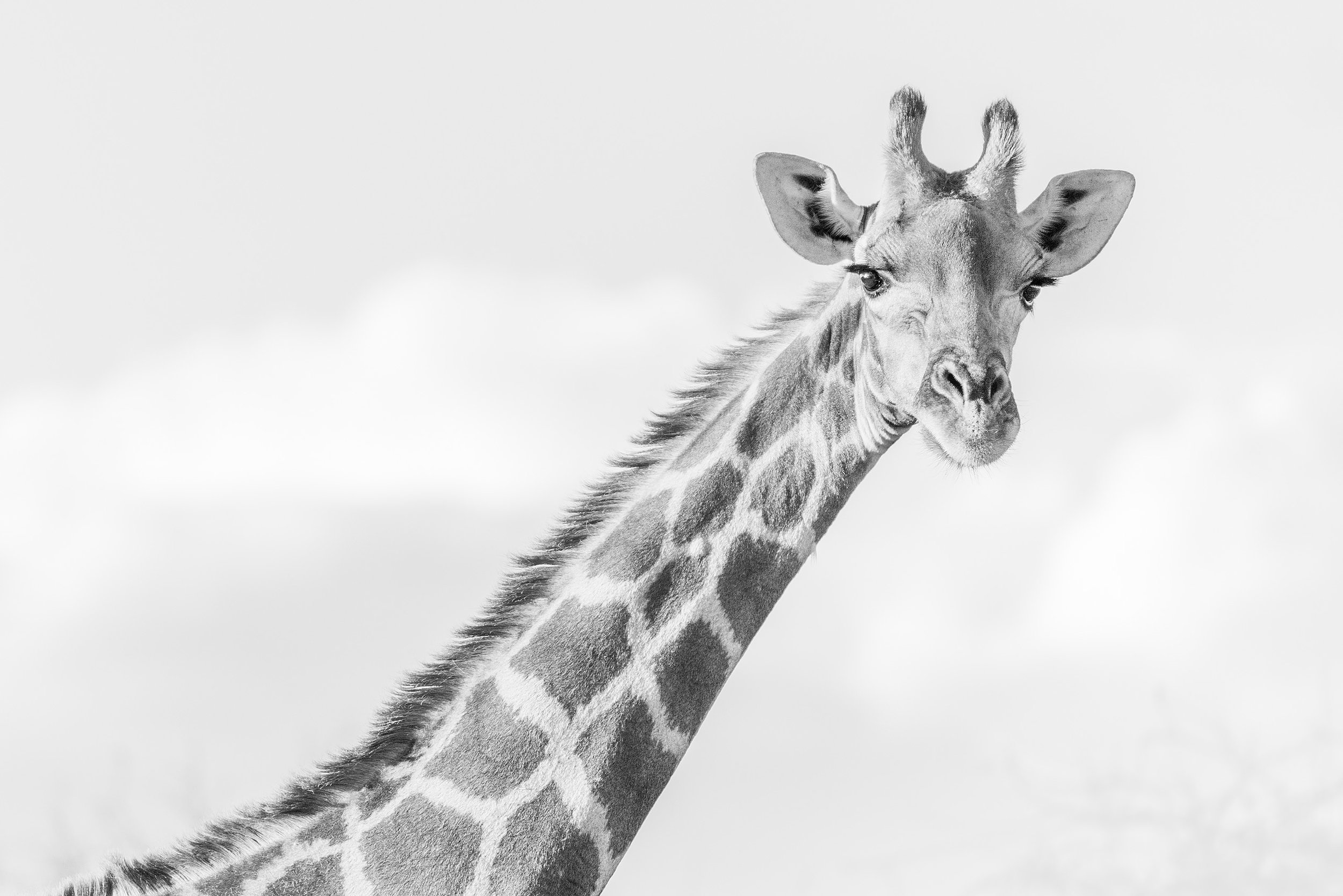 Angolan Giraffe in Etosha National Park