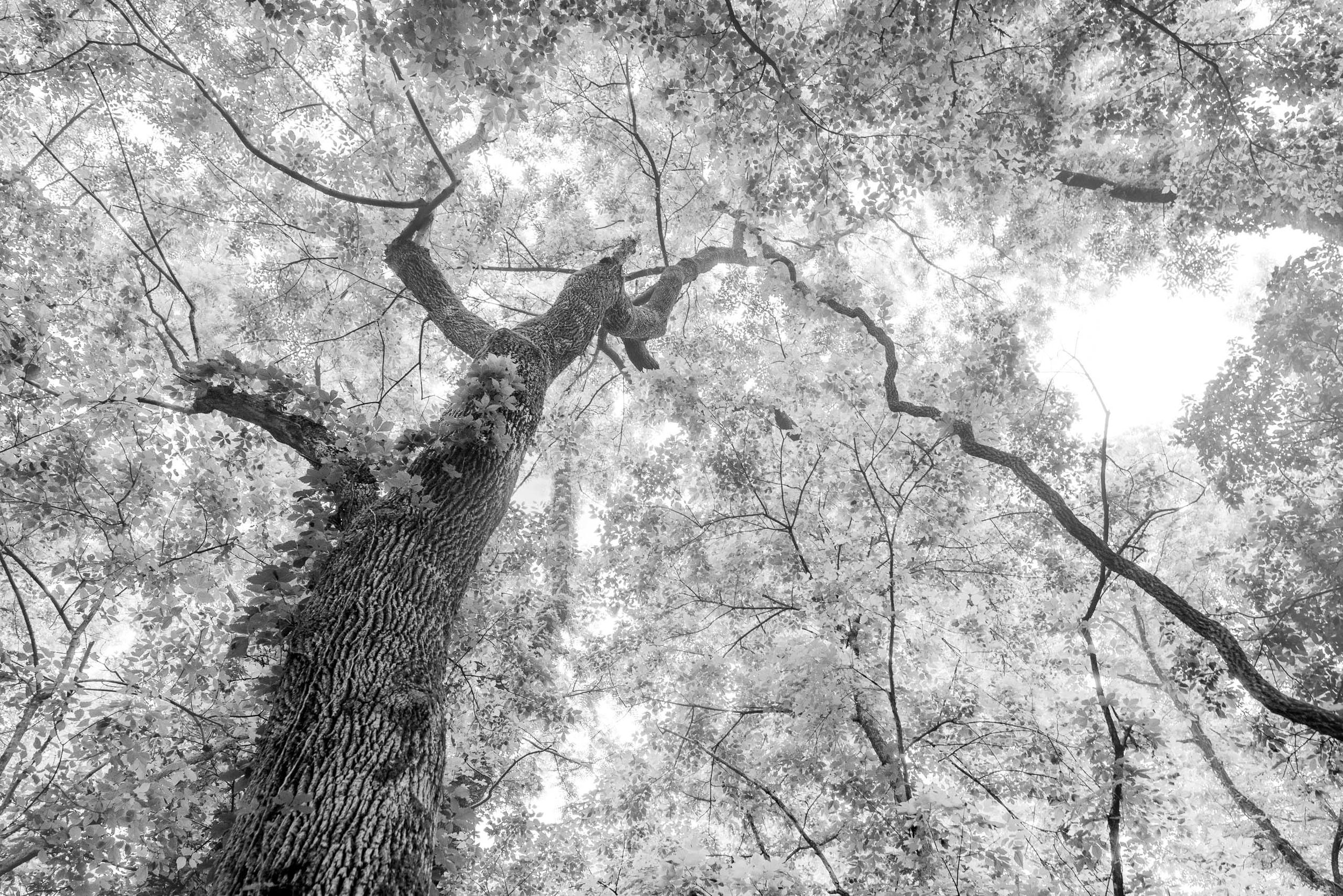 Ozark Mountain Foliage