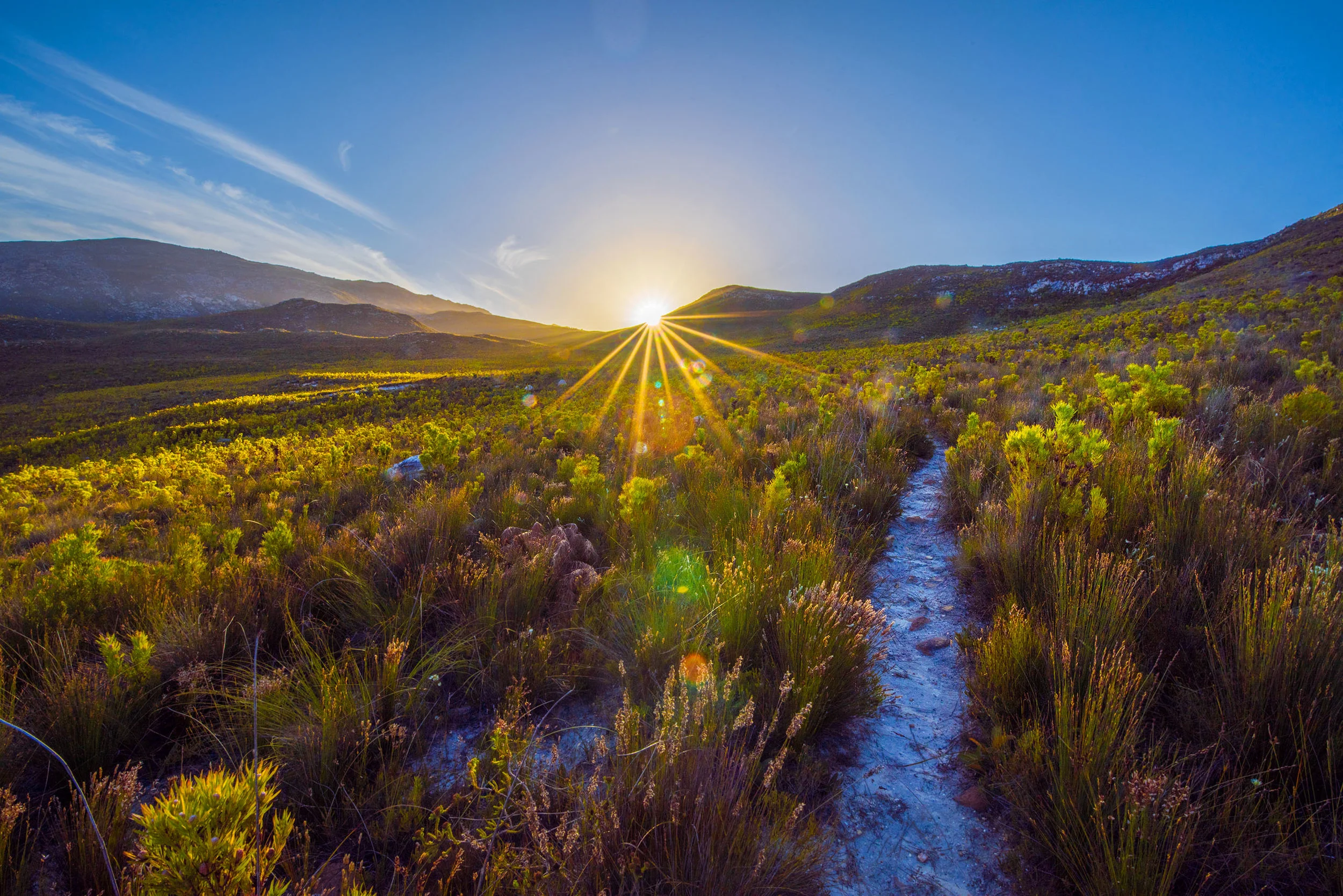 The fynbos, near Botrivier, South Africa