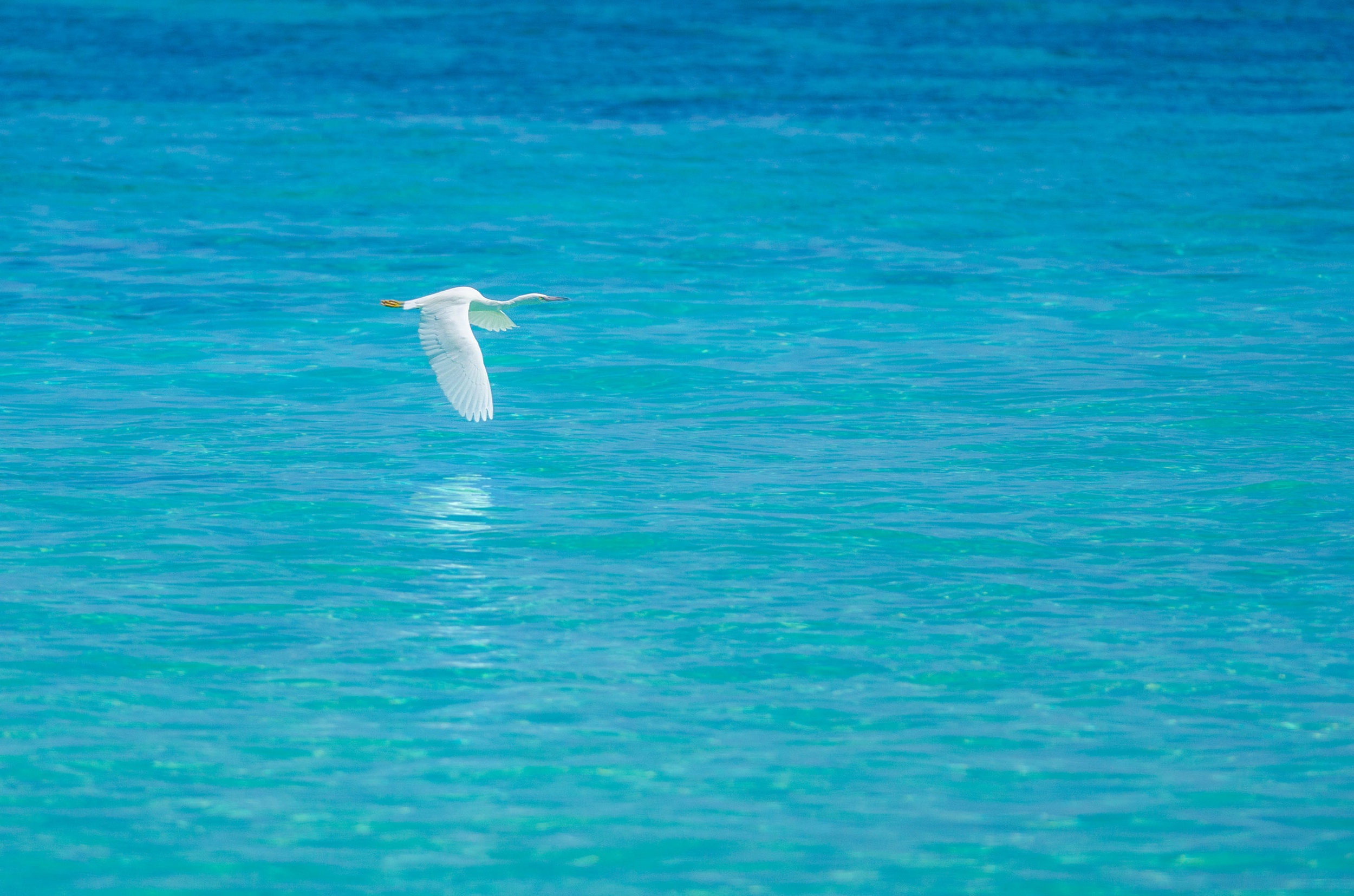 Eastern Reef Egret