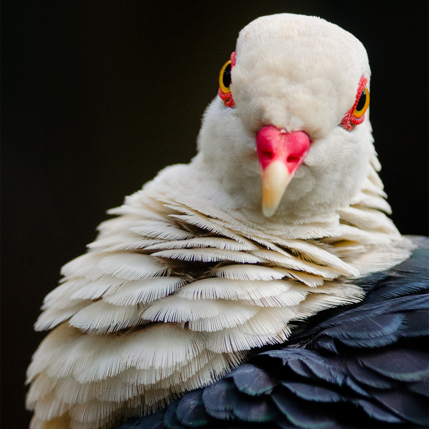 White-Headed Pigeon
