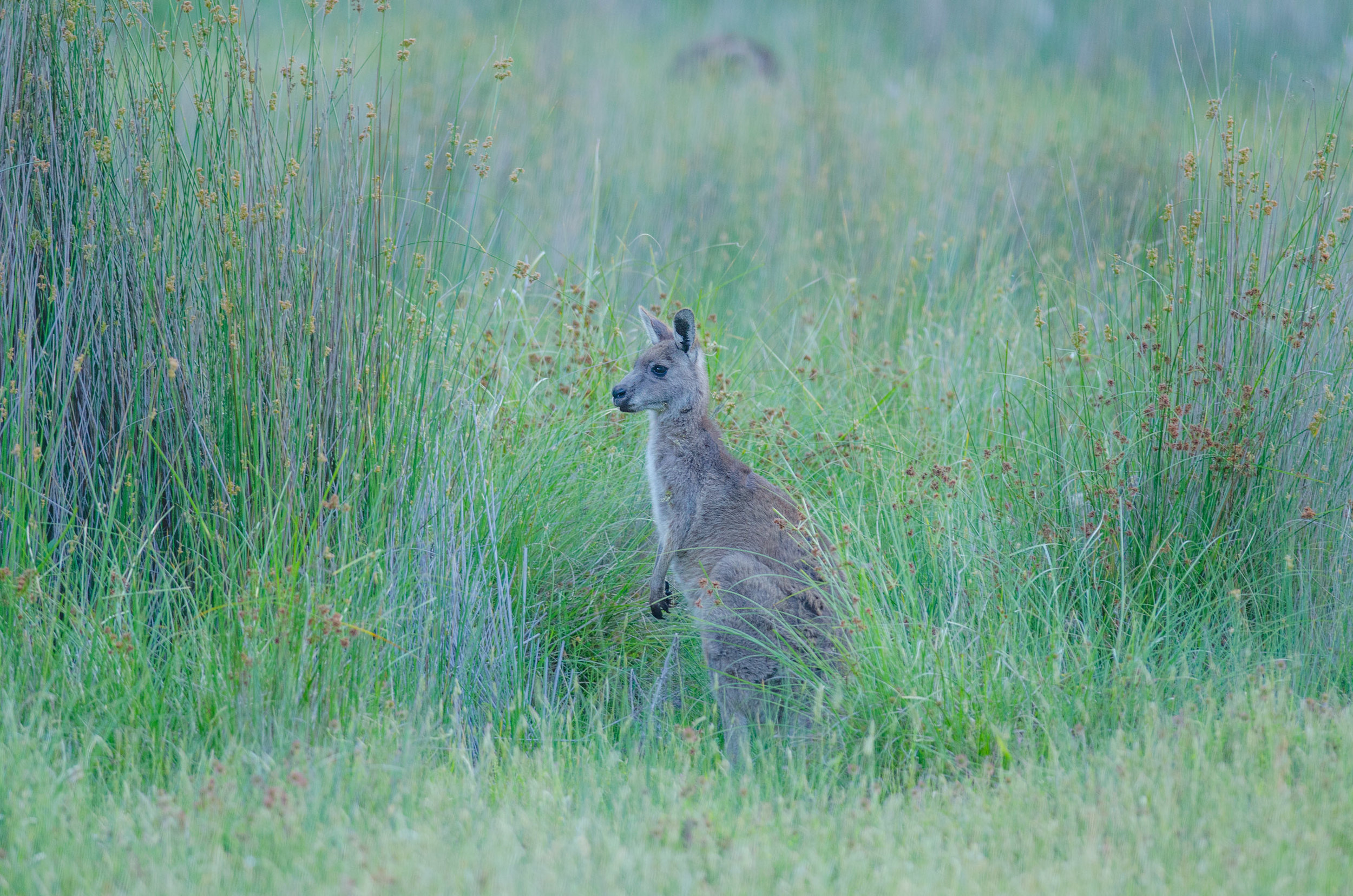 Eastern Grey Kangaroo at Dusk