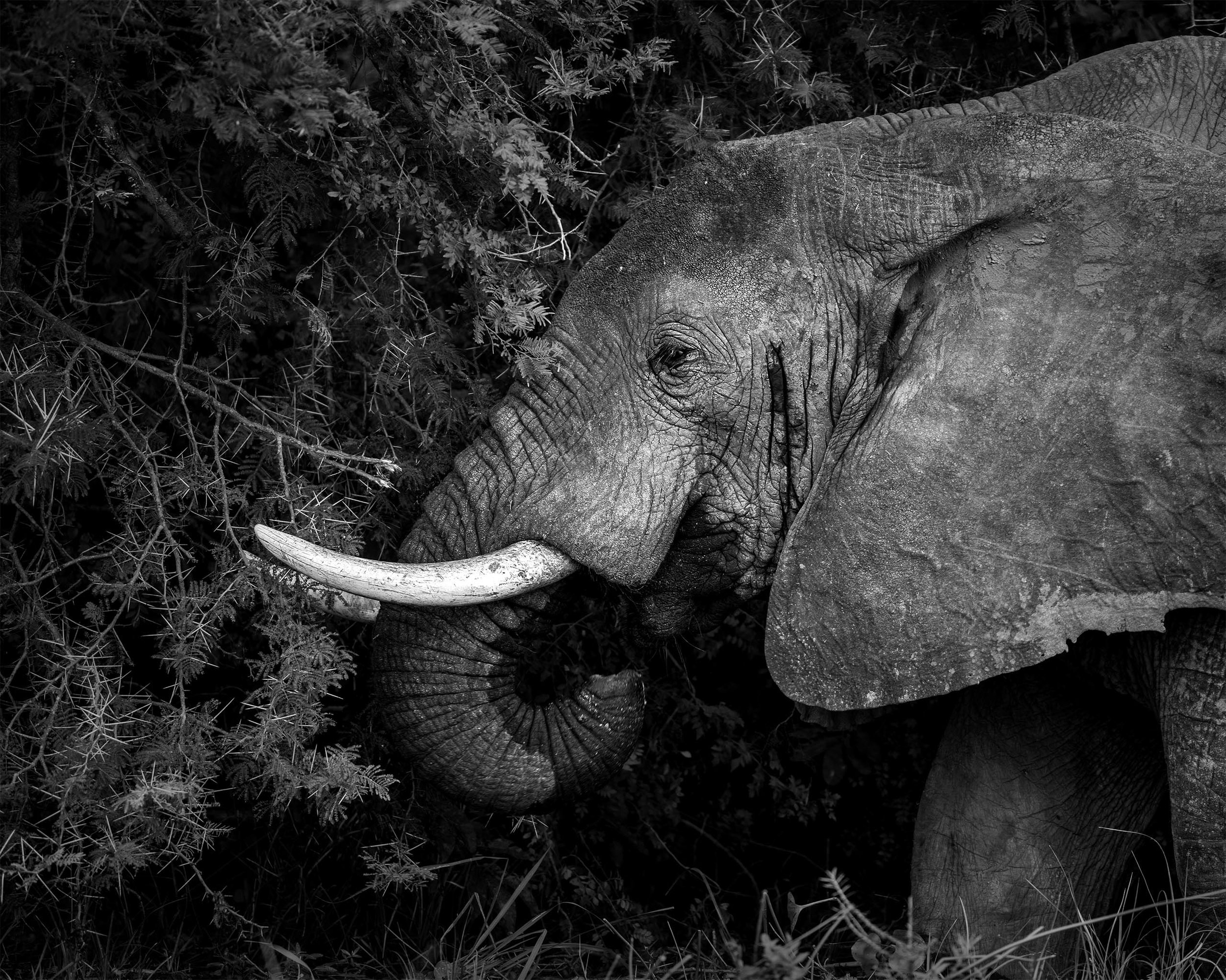 Elephants and Poaching