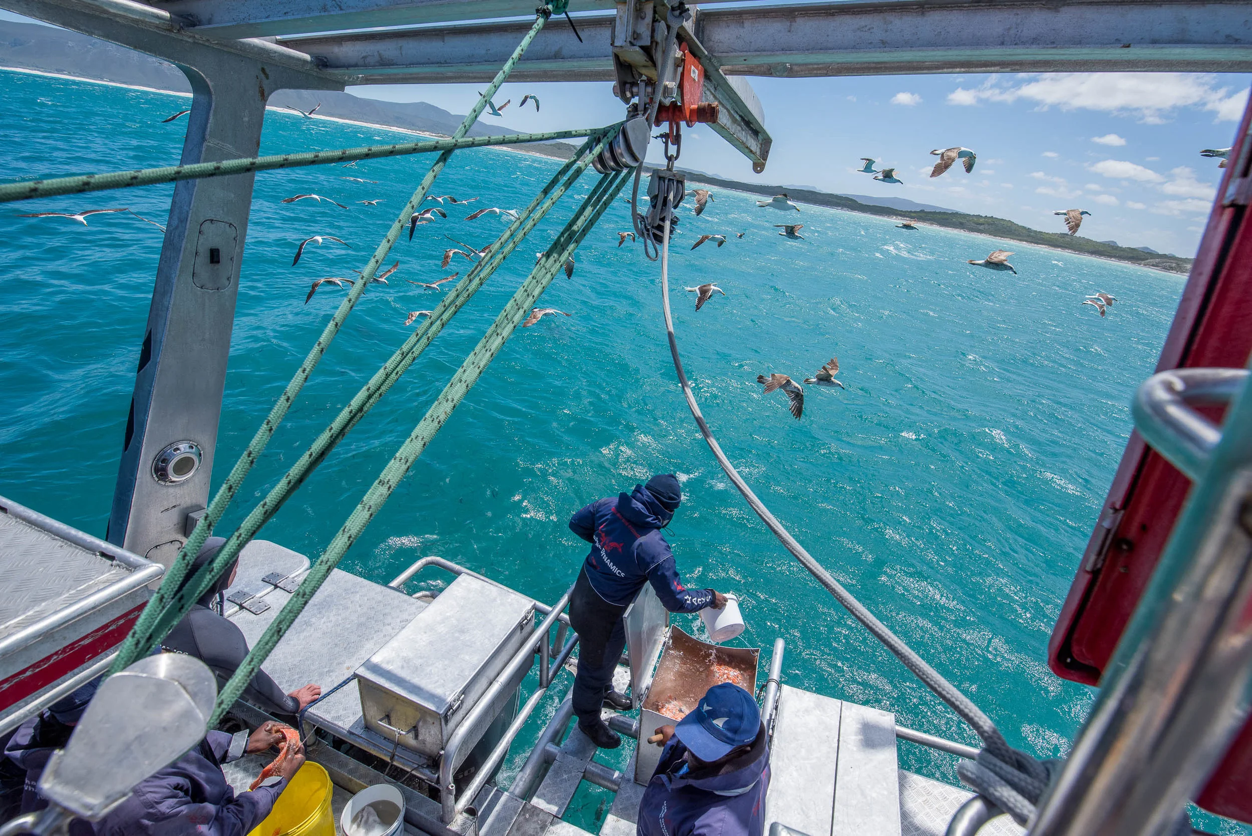 Chumming the water off Gansbaai, South Africa attracts both sharks and gulls.