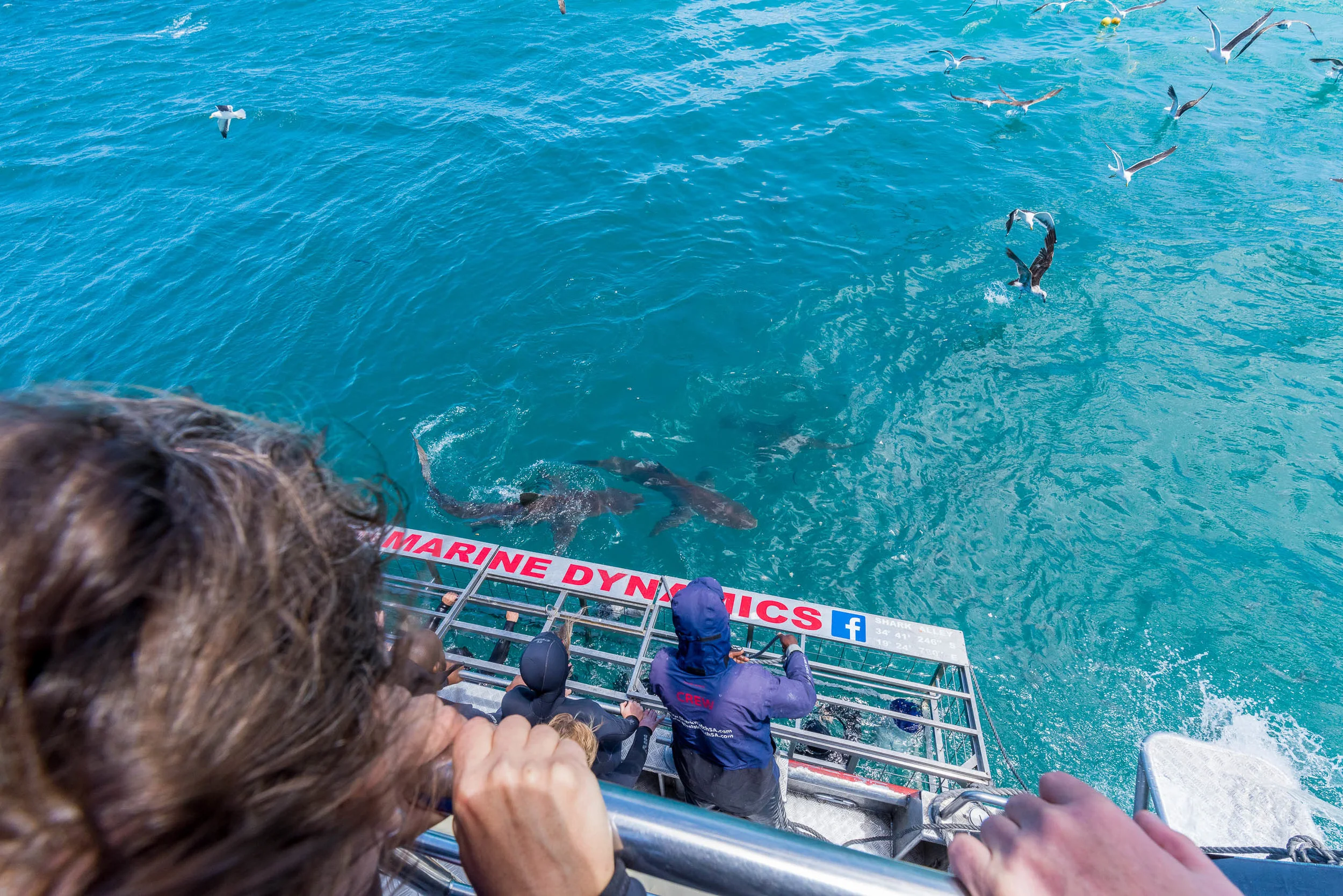 A trio of Copper Sharks gathers near the Marine Dynamics cage during an outing in Gansbaai, South Africa.