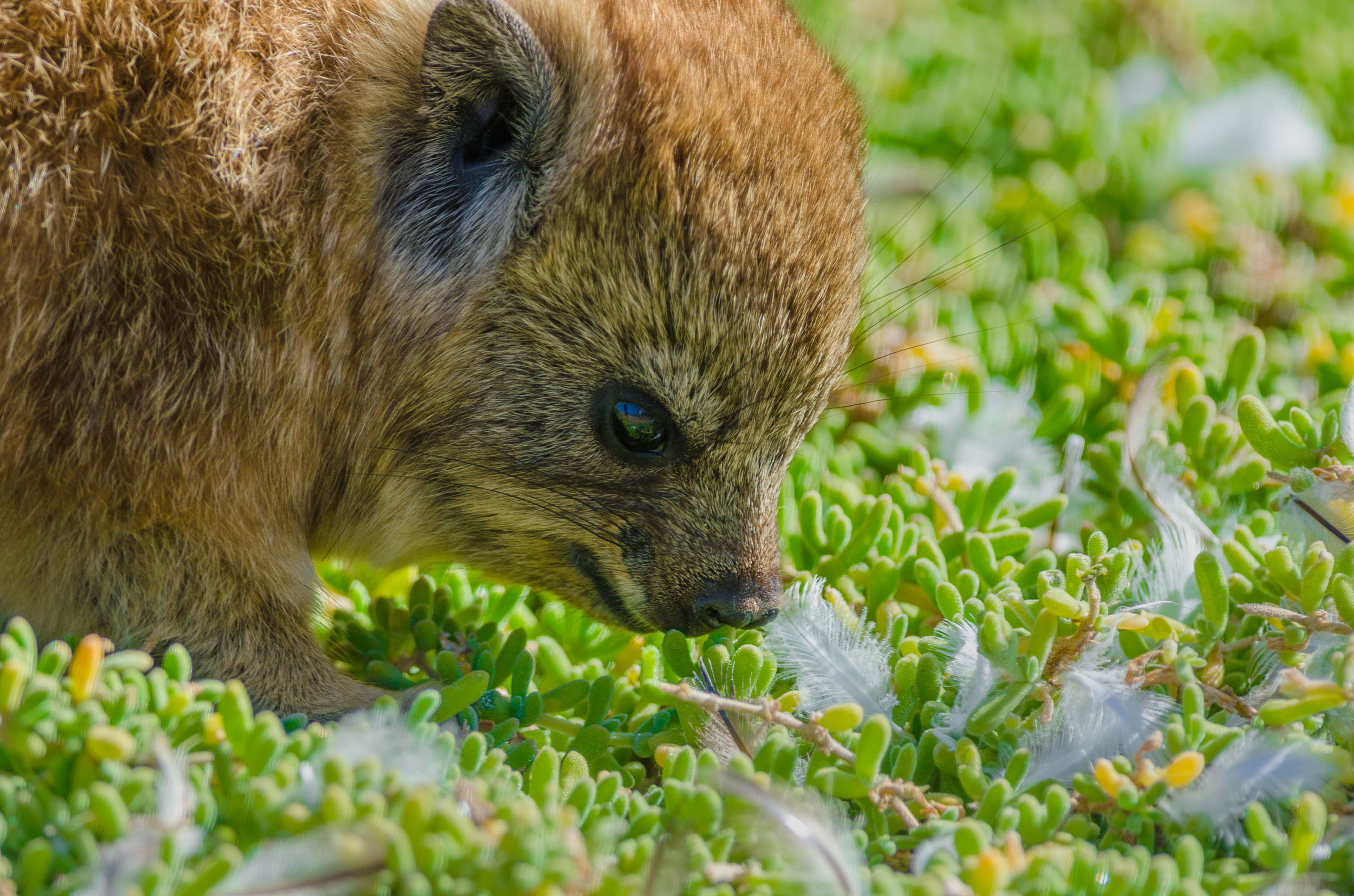 Rock Hyrax