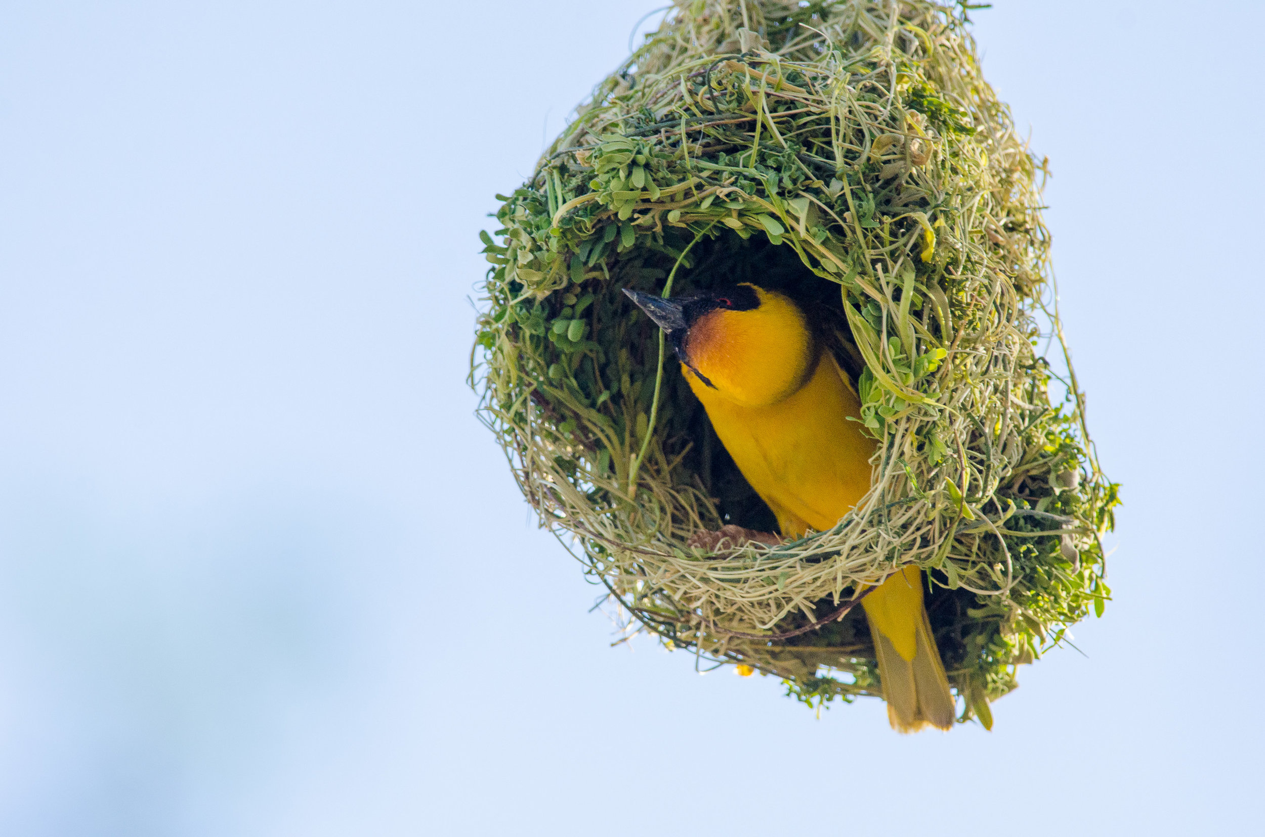 Southern Masked Weaver