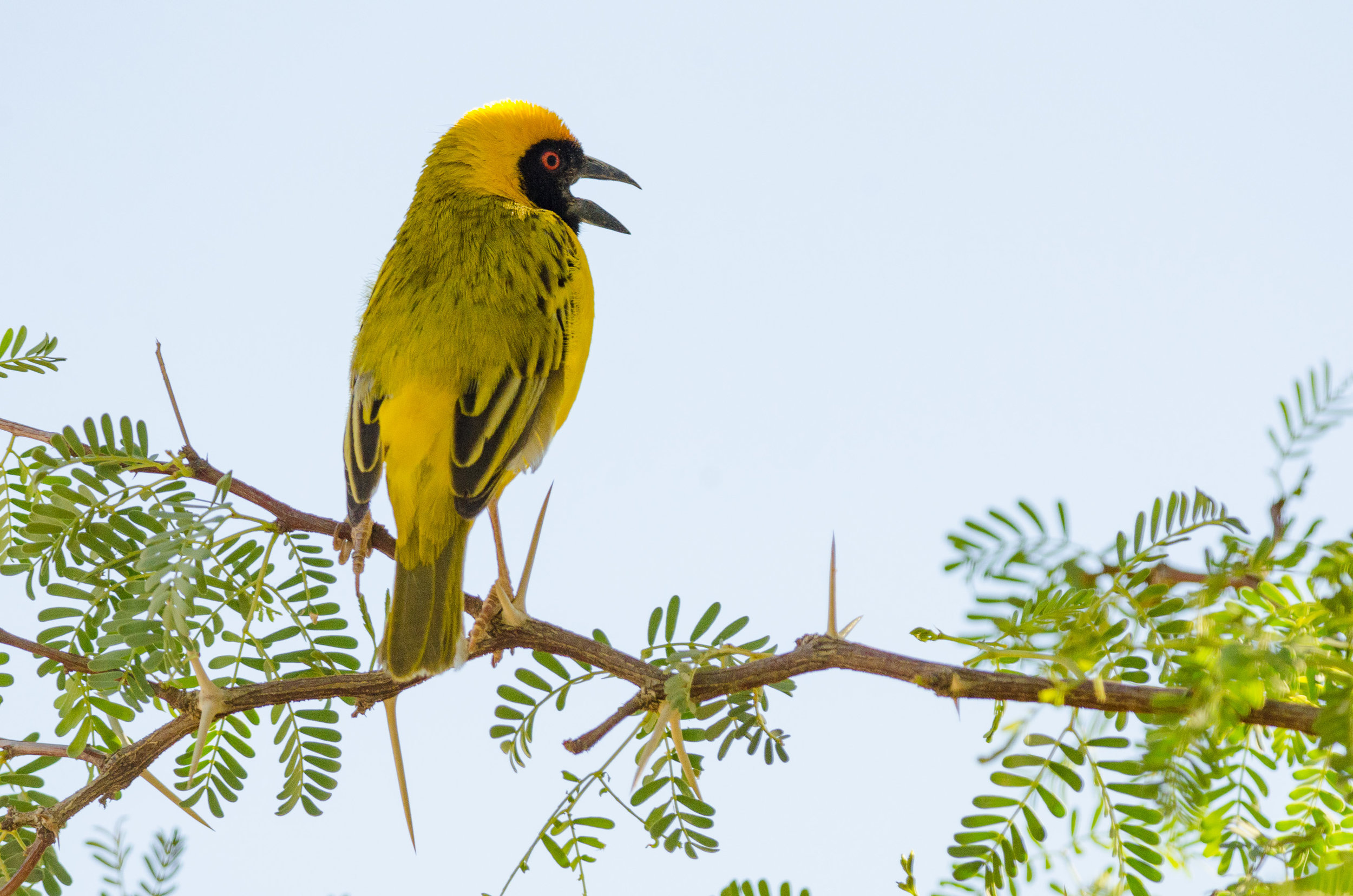 Southern Masked Weaver