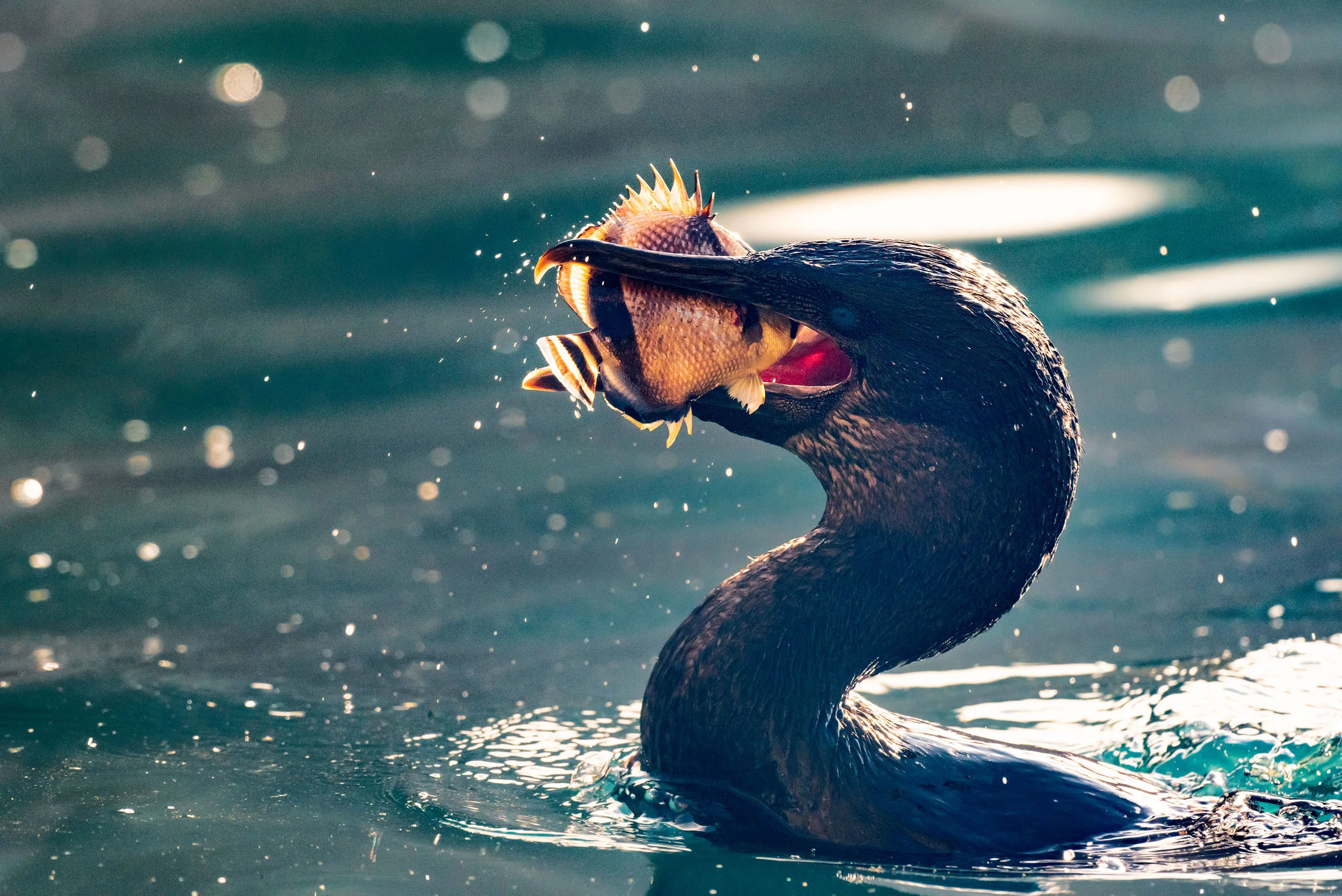 Flightless Cormorant