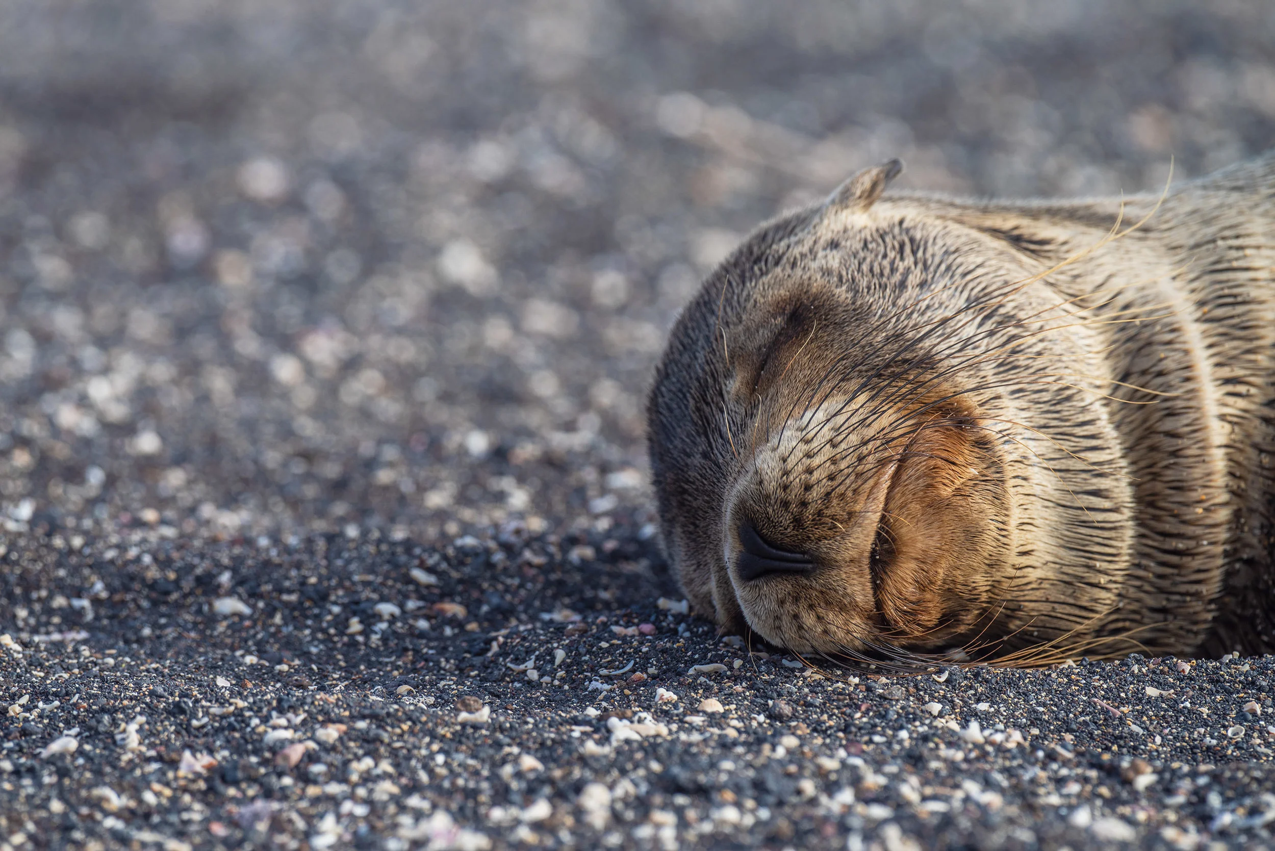 Galapagos Sea Lion