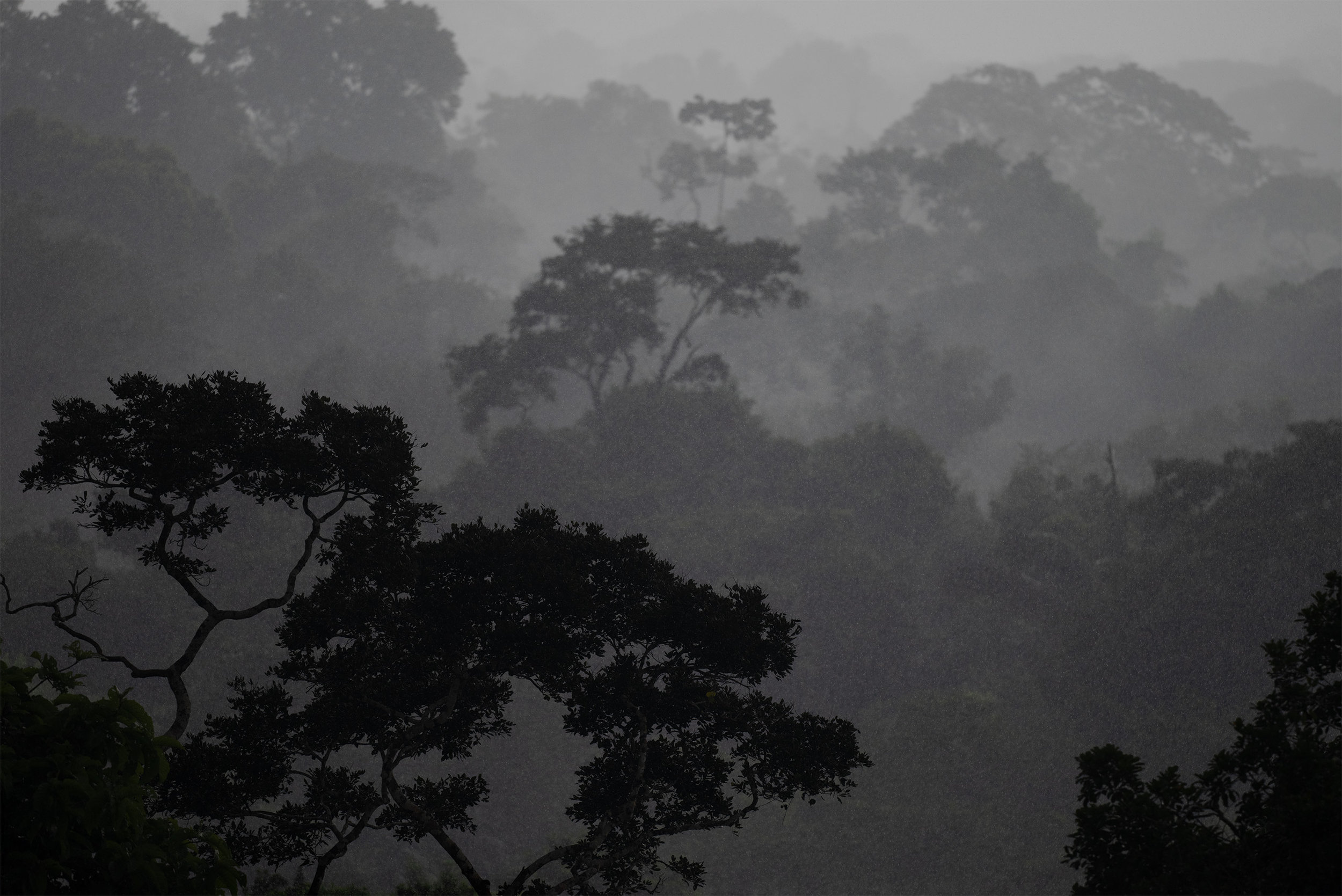 Rainforest