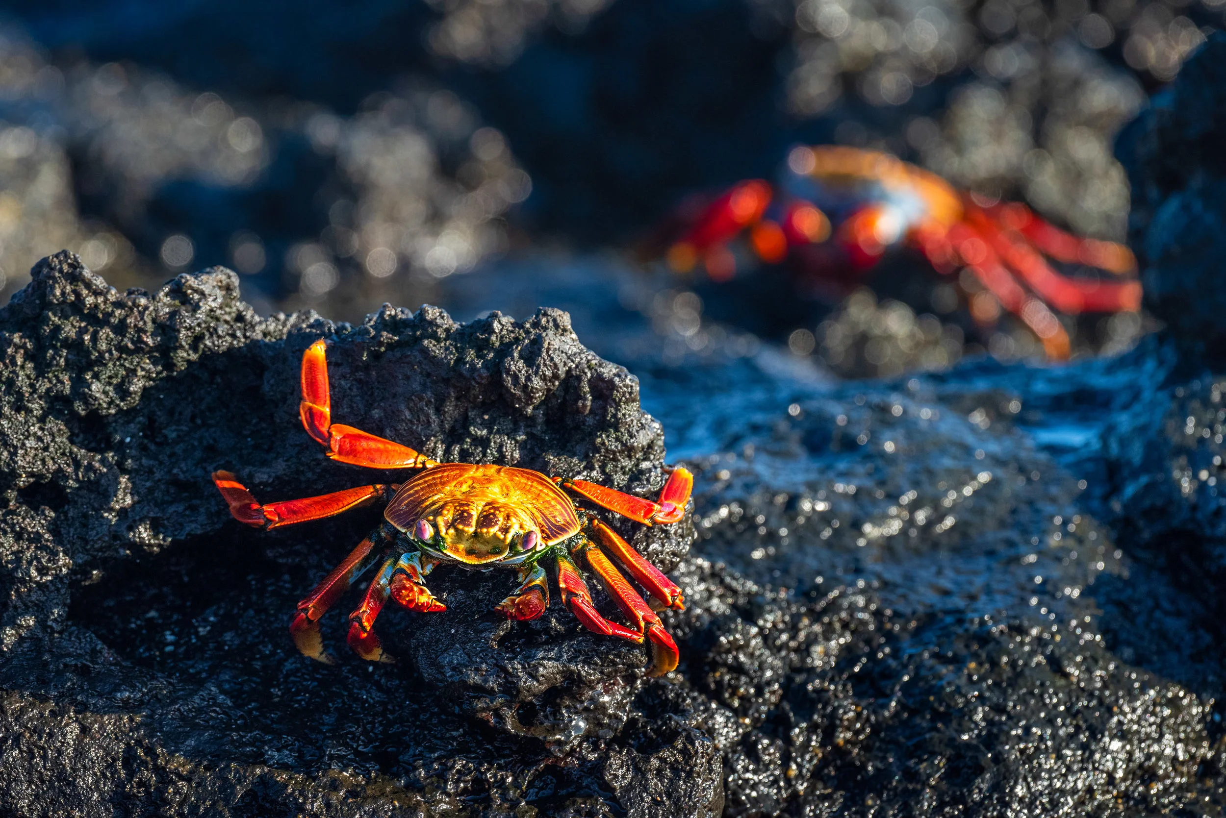 Sally Lightfoot Crabs